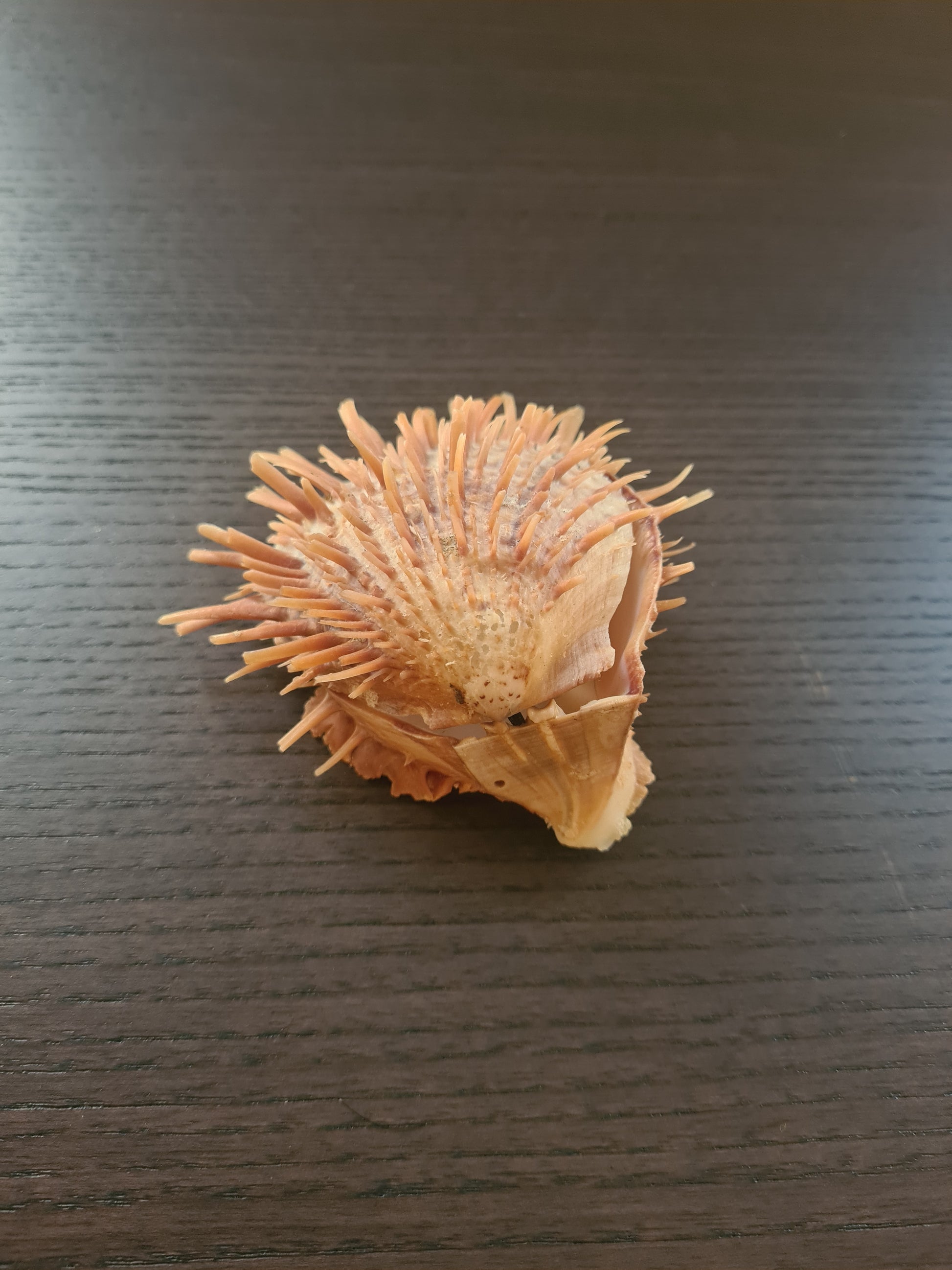 Coquillage Spondylus