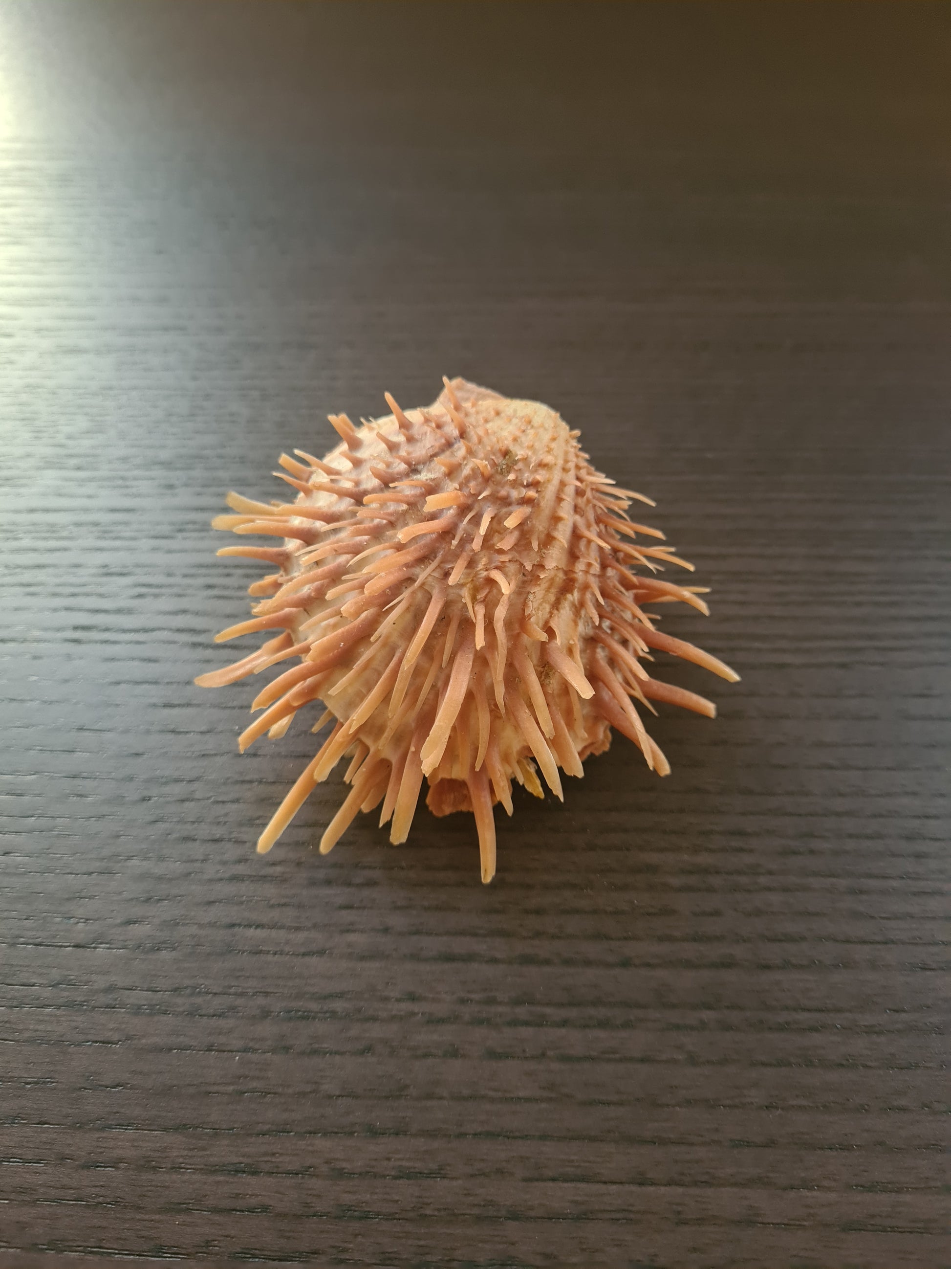 Coquillage Spondylus