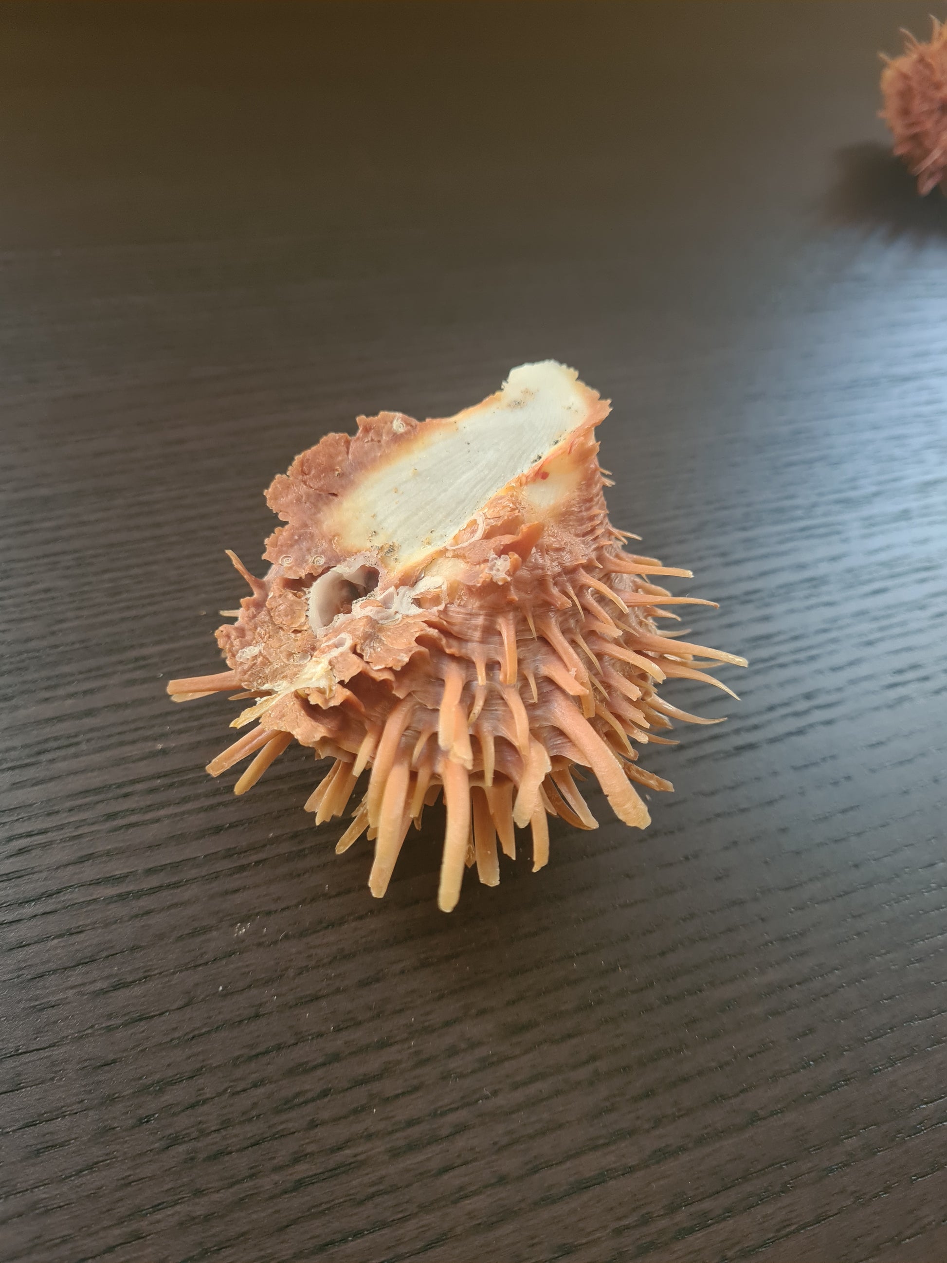 Coquillage Spondylus