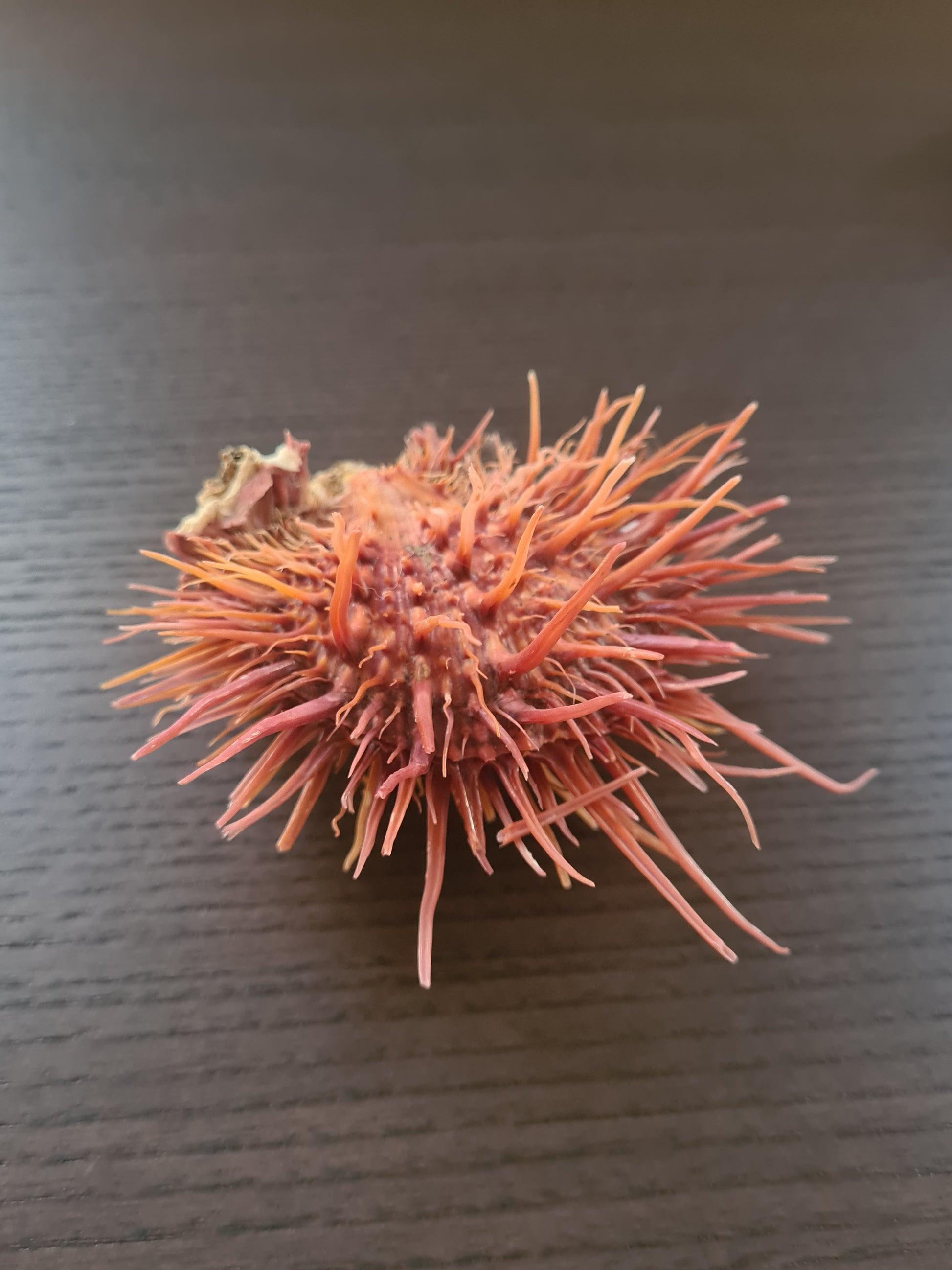 Coquillage Spondylus