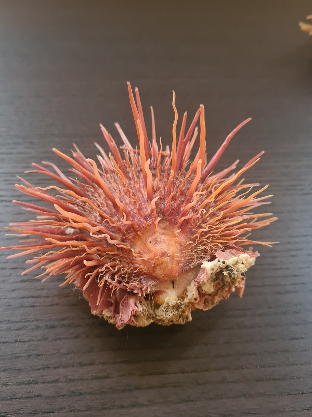 Coquillage Spondylus