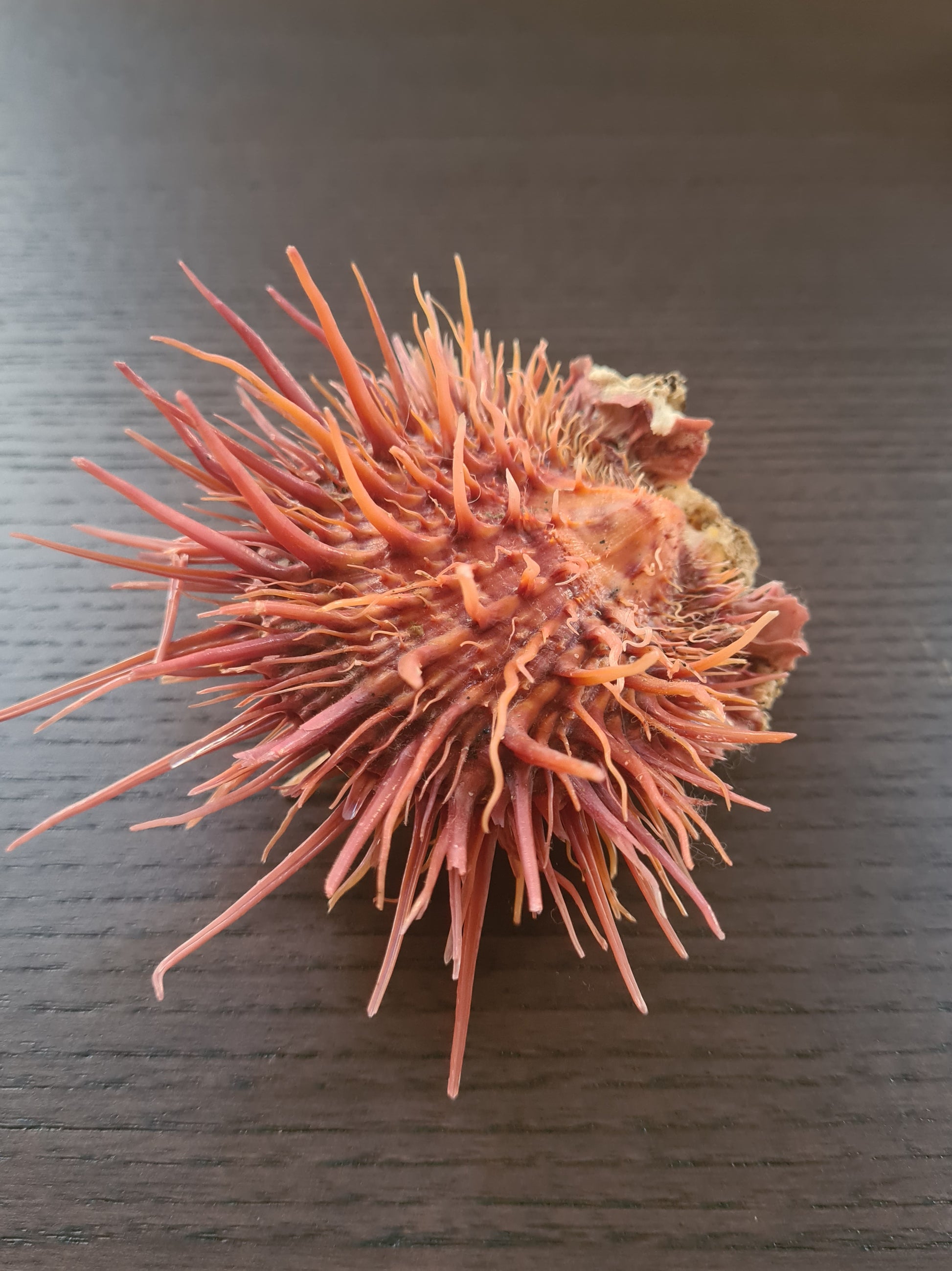 Coquillage Spondylus