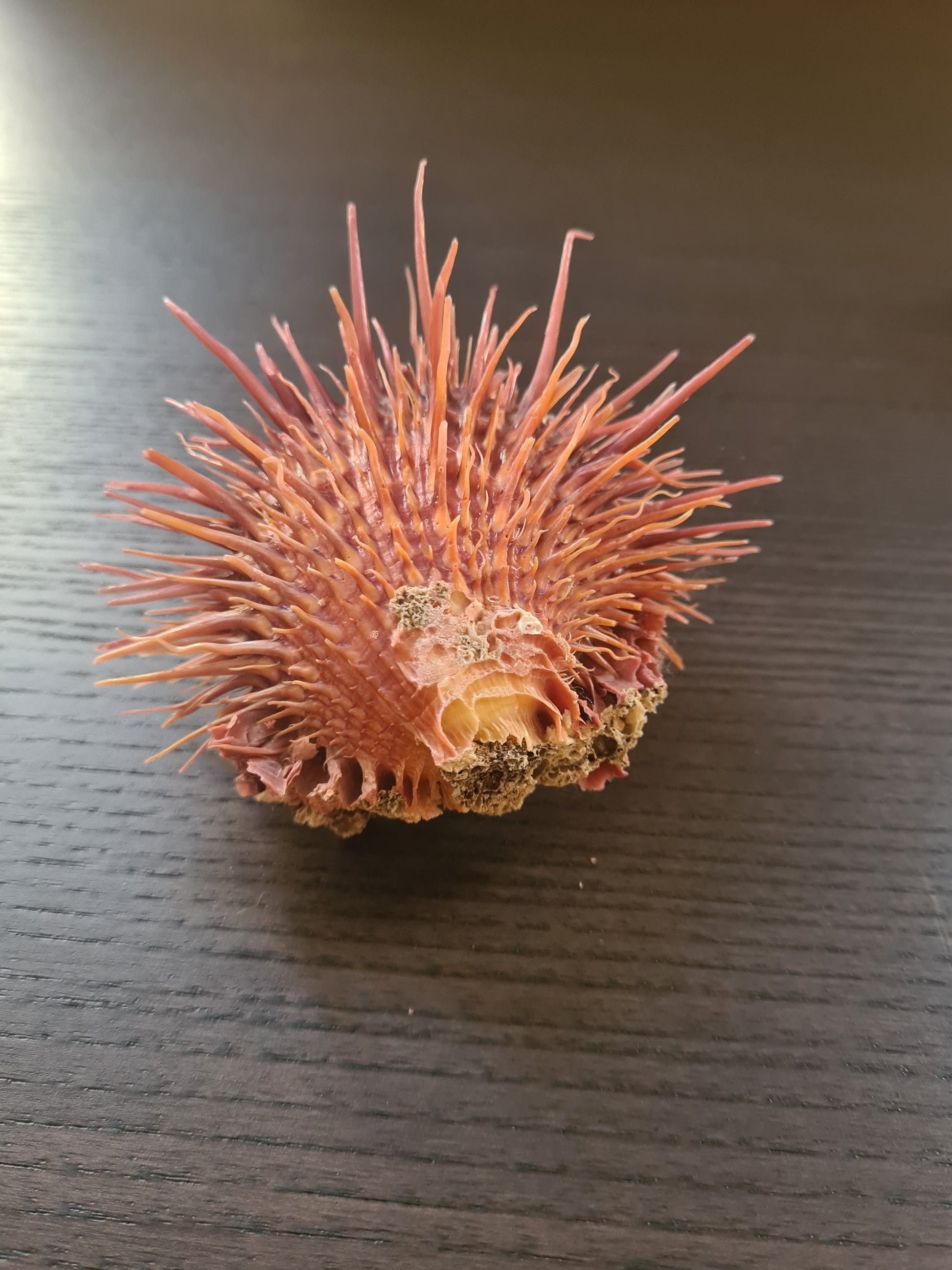 Coquillage Spondylus