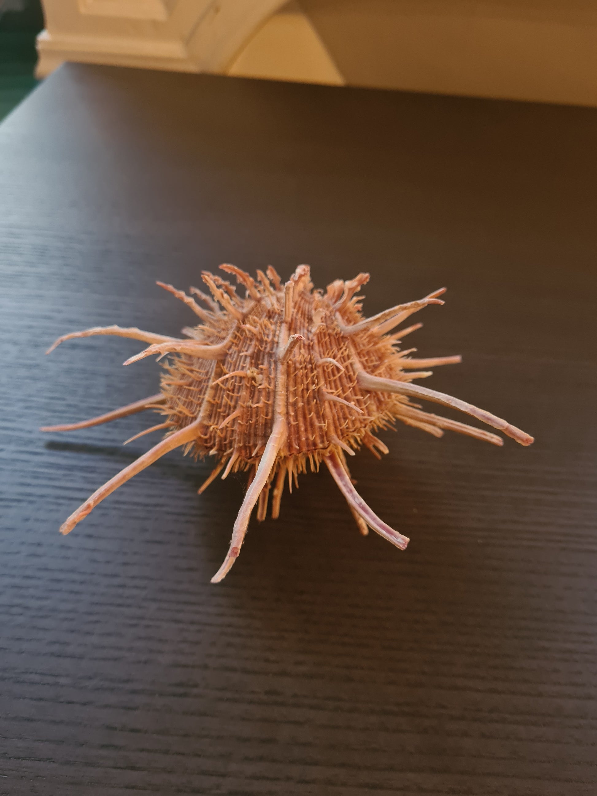 Coquillage Spondylus
