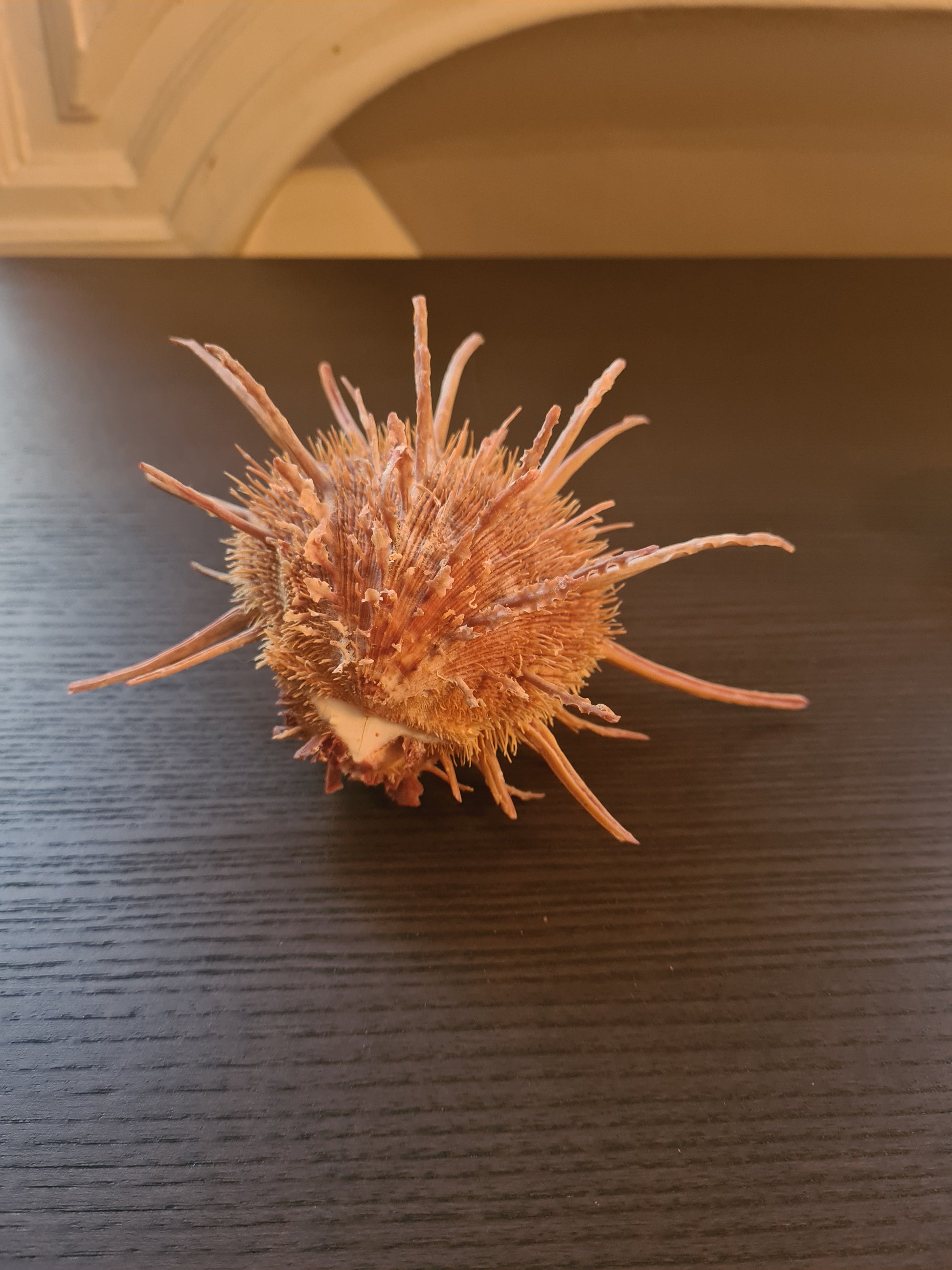 Coquillage Spondylus