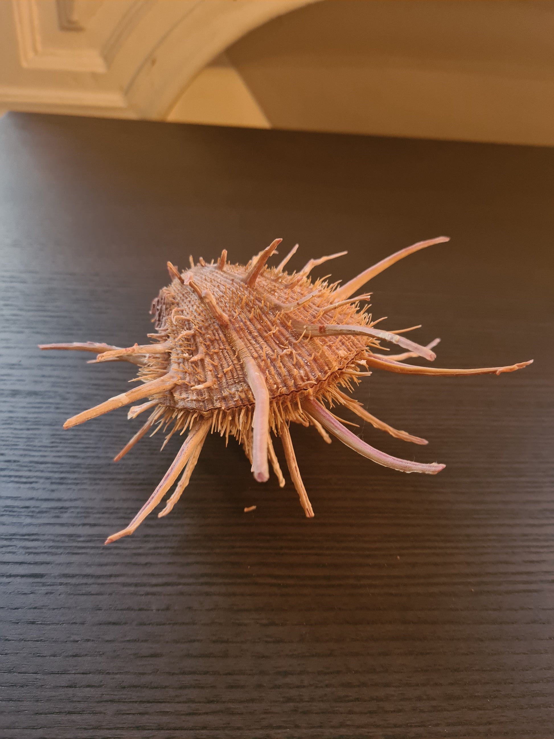 Coquillage Spondylus