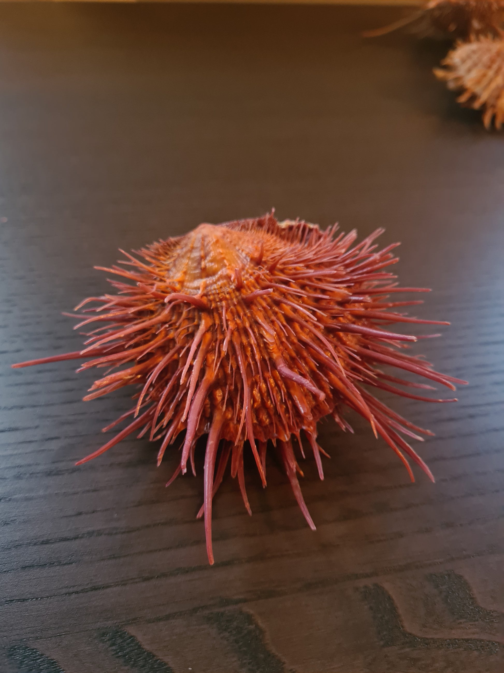 Coquillage Spondylus