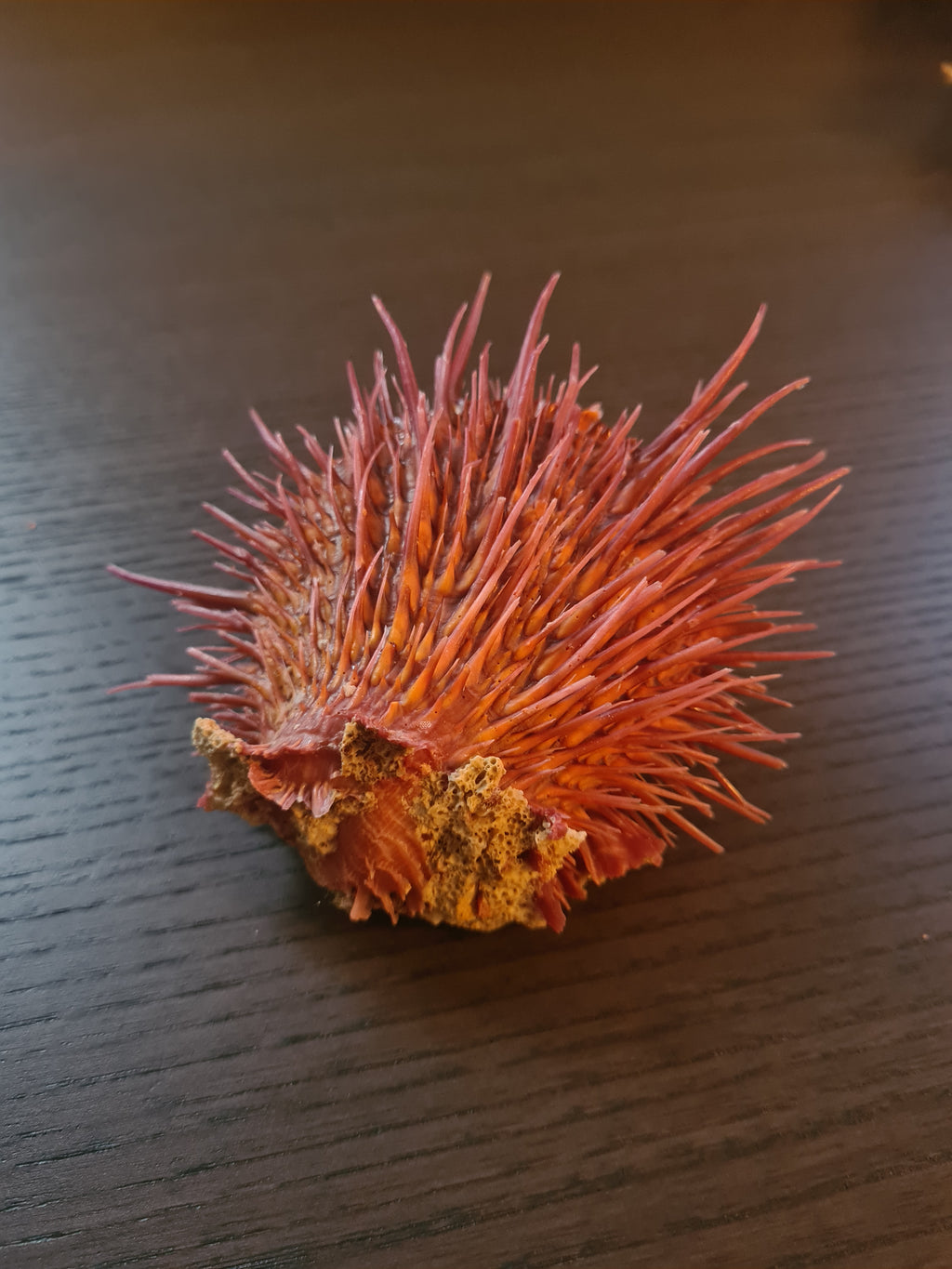 Coquillage Spondylus