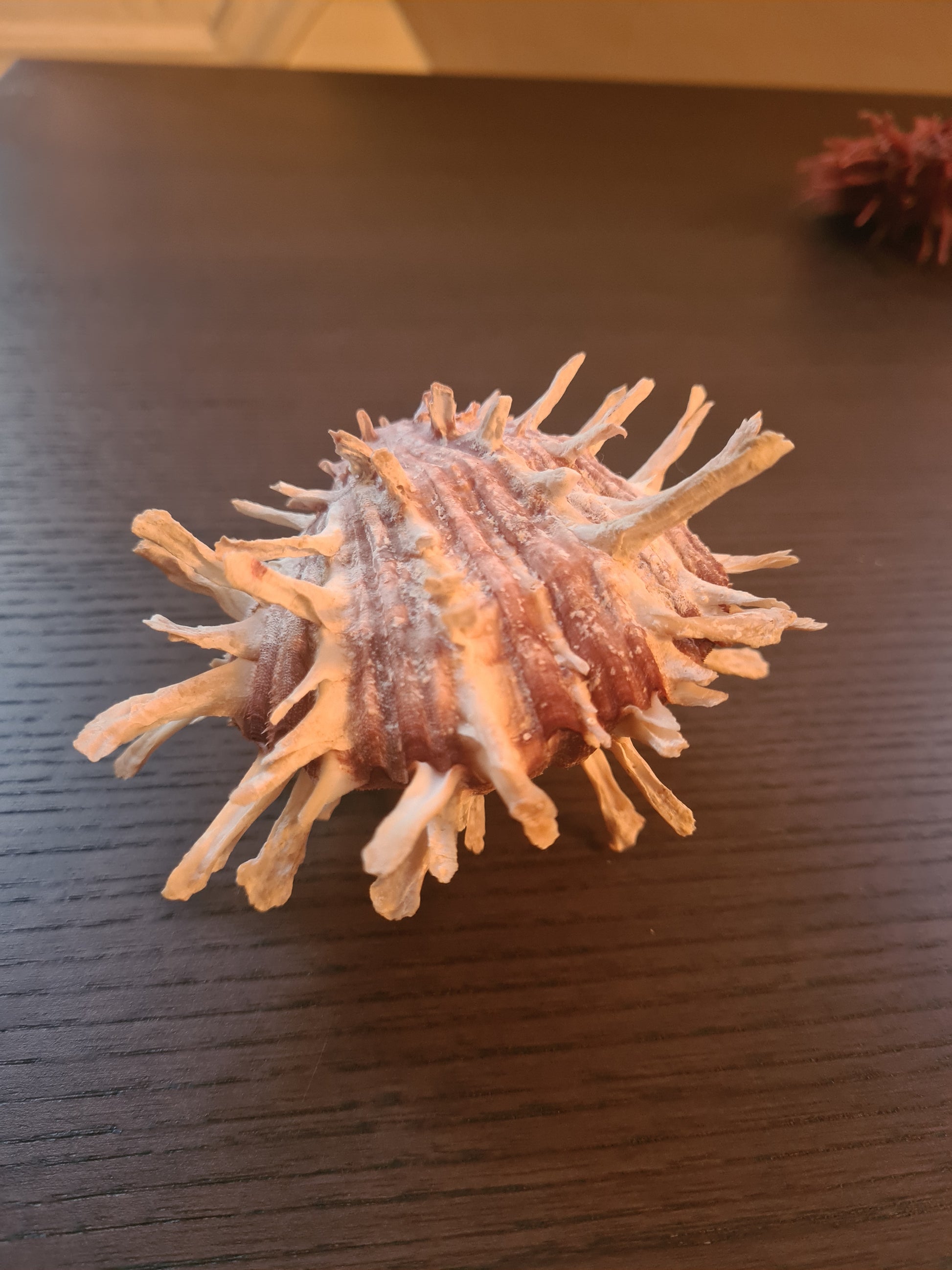 Coquillage Spondylus