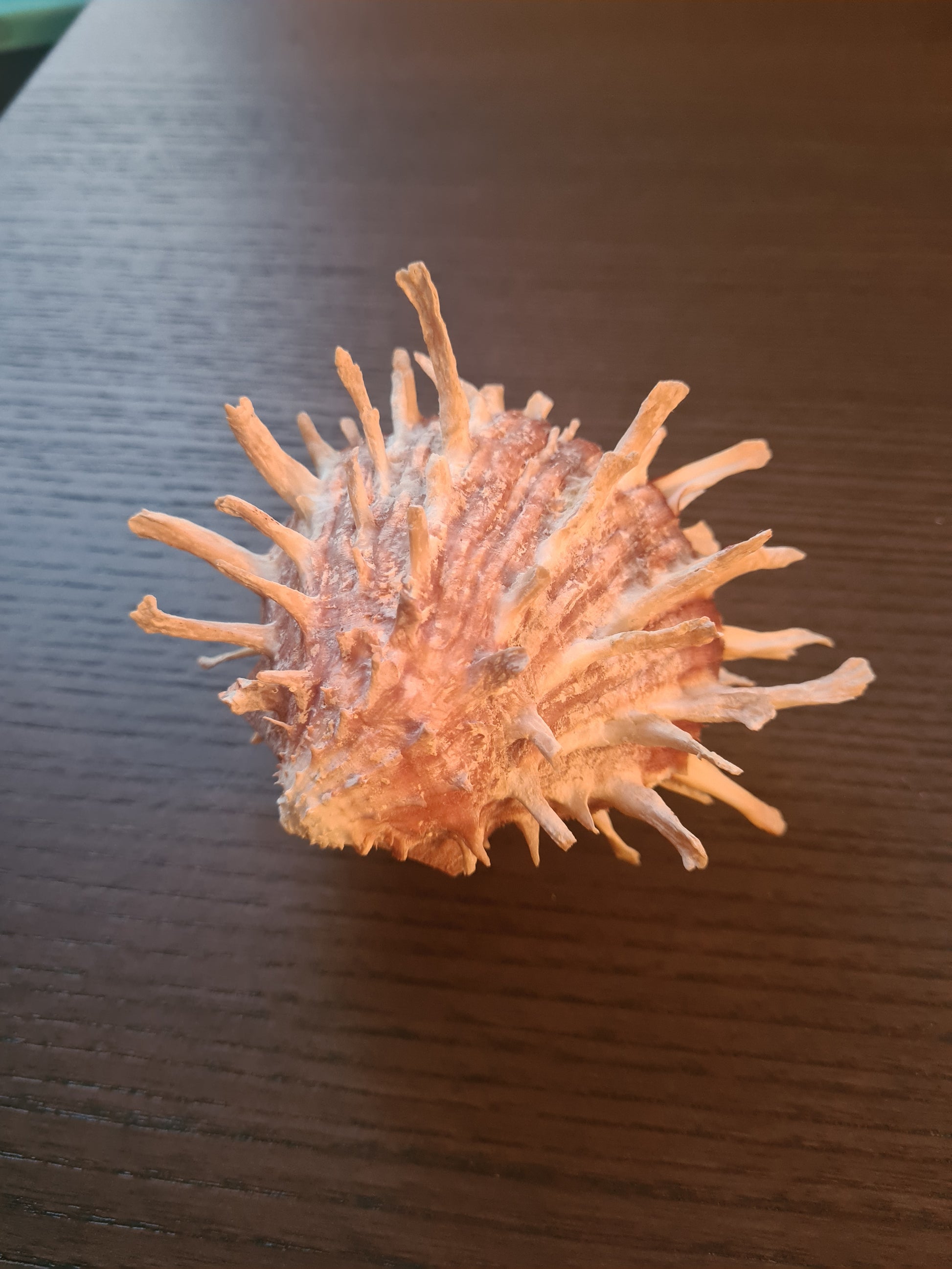 Coquillage Spondylus