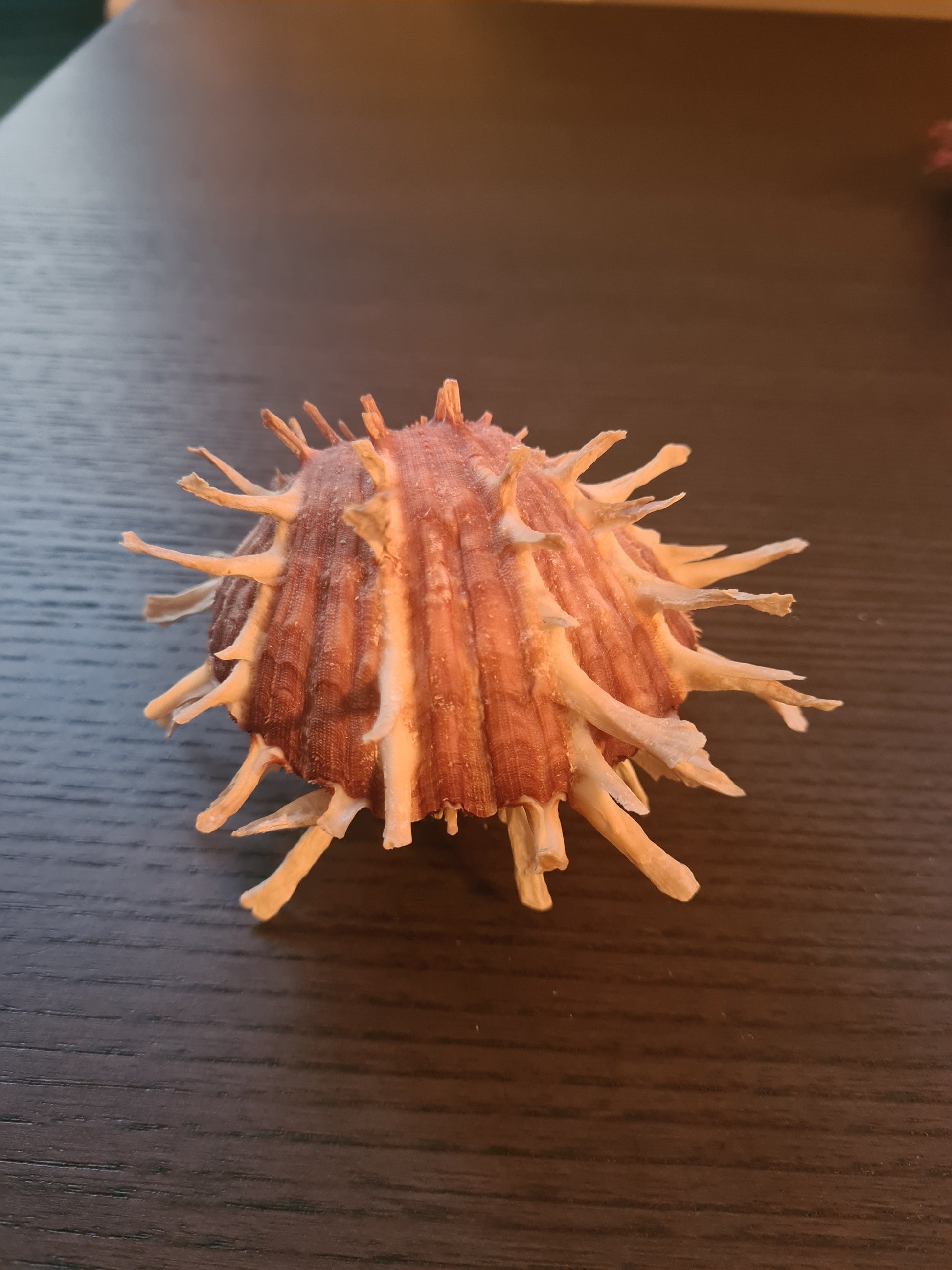 Coquillage Spondylus