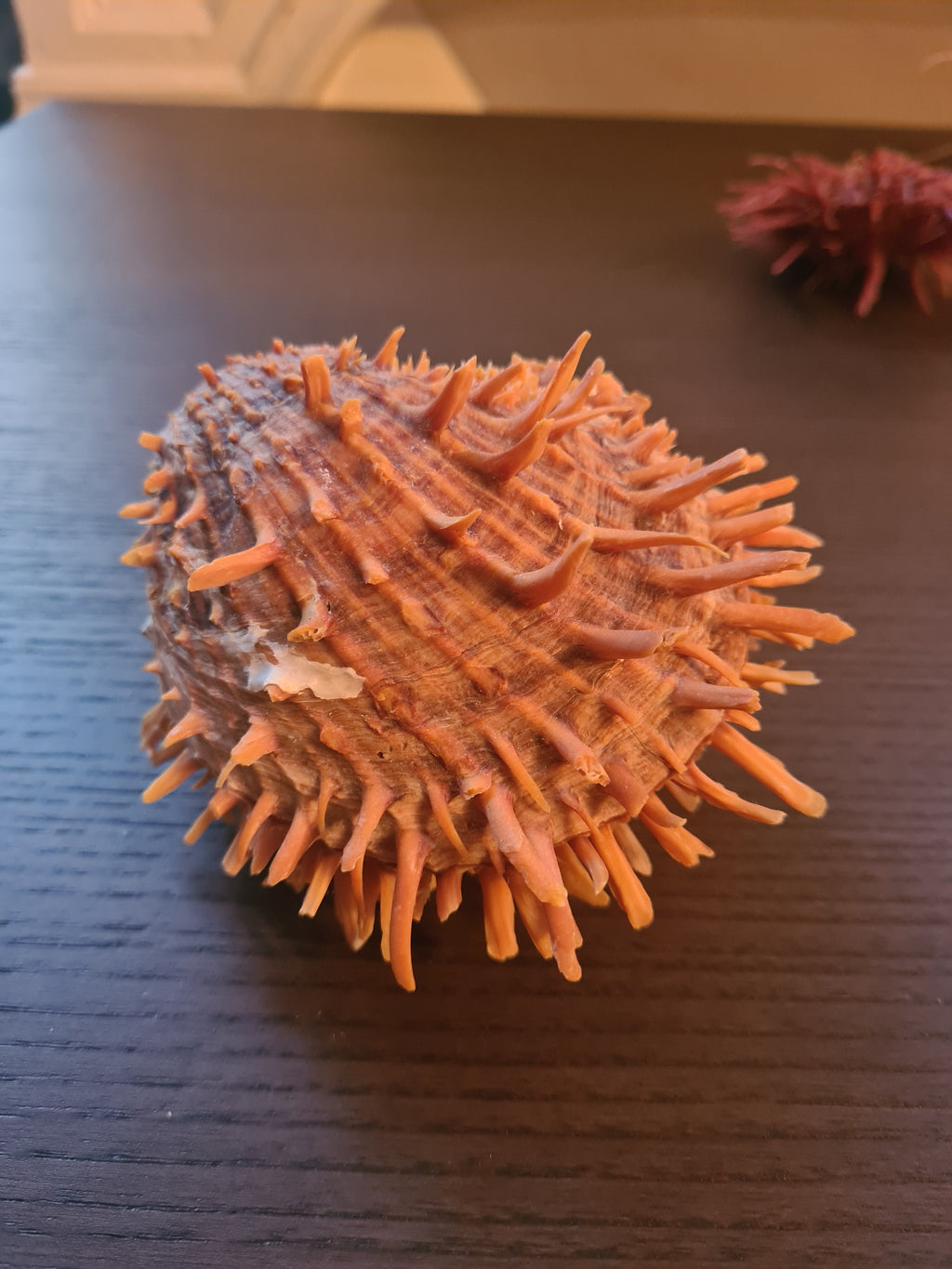 Coquillage Spondylus