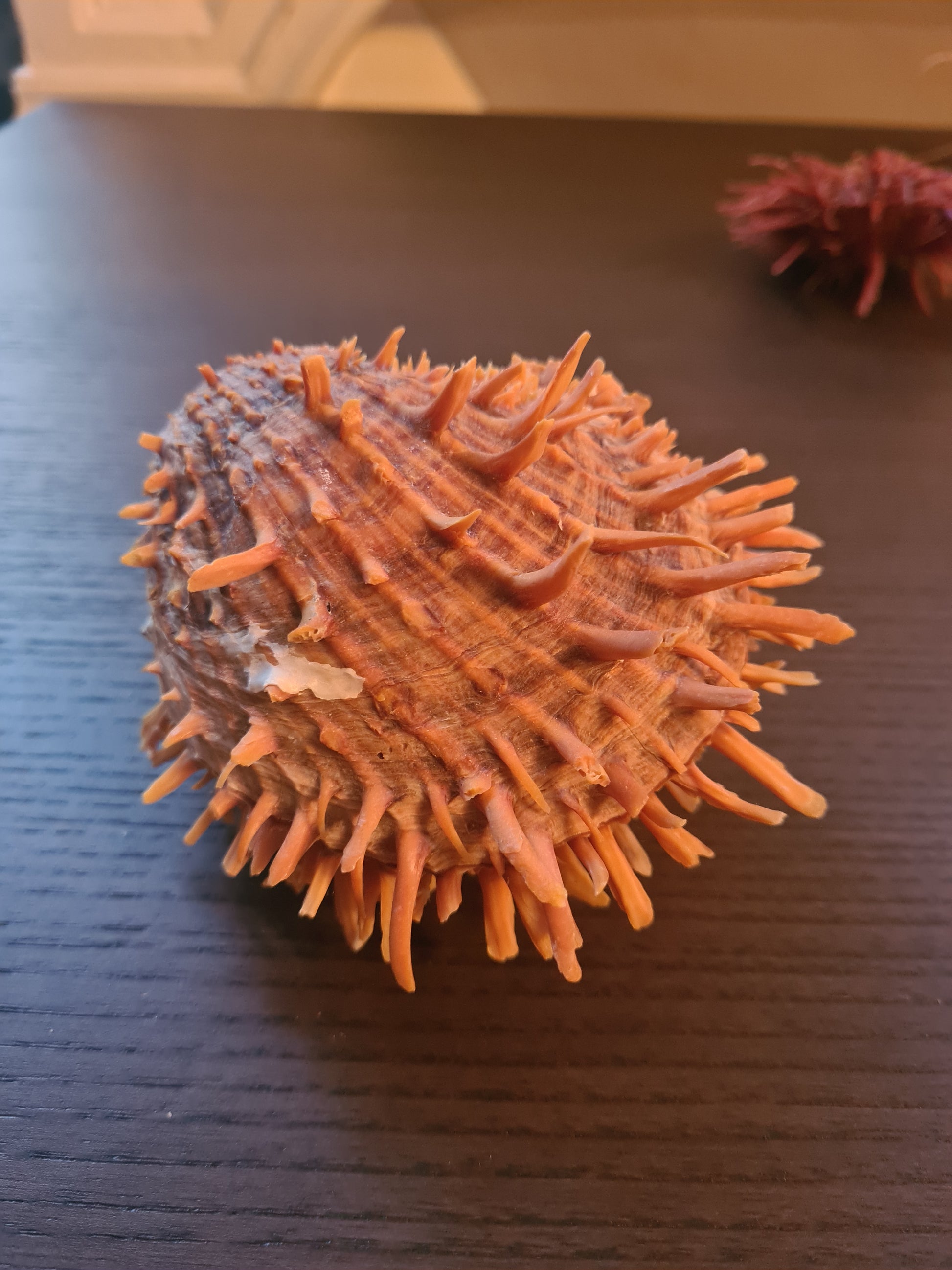 Coquillage Spondylus