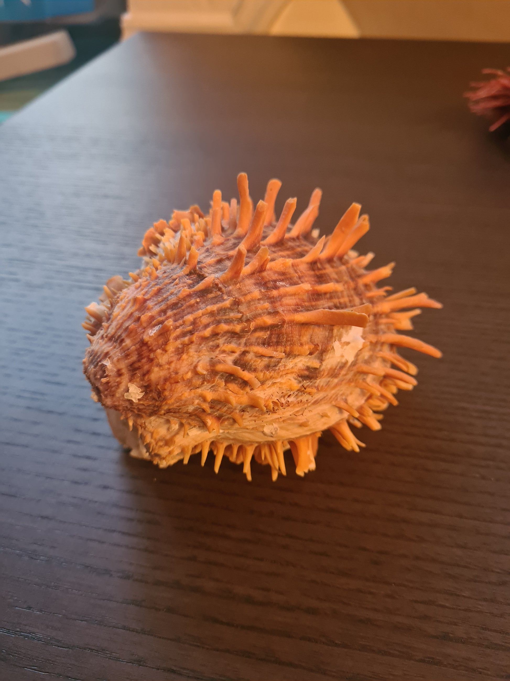 Coquillage Spondylus
