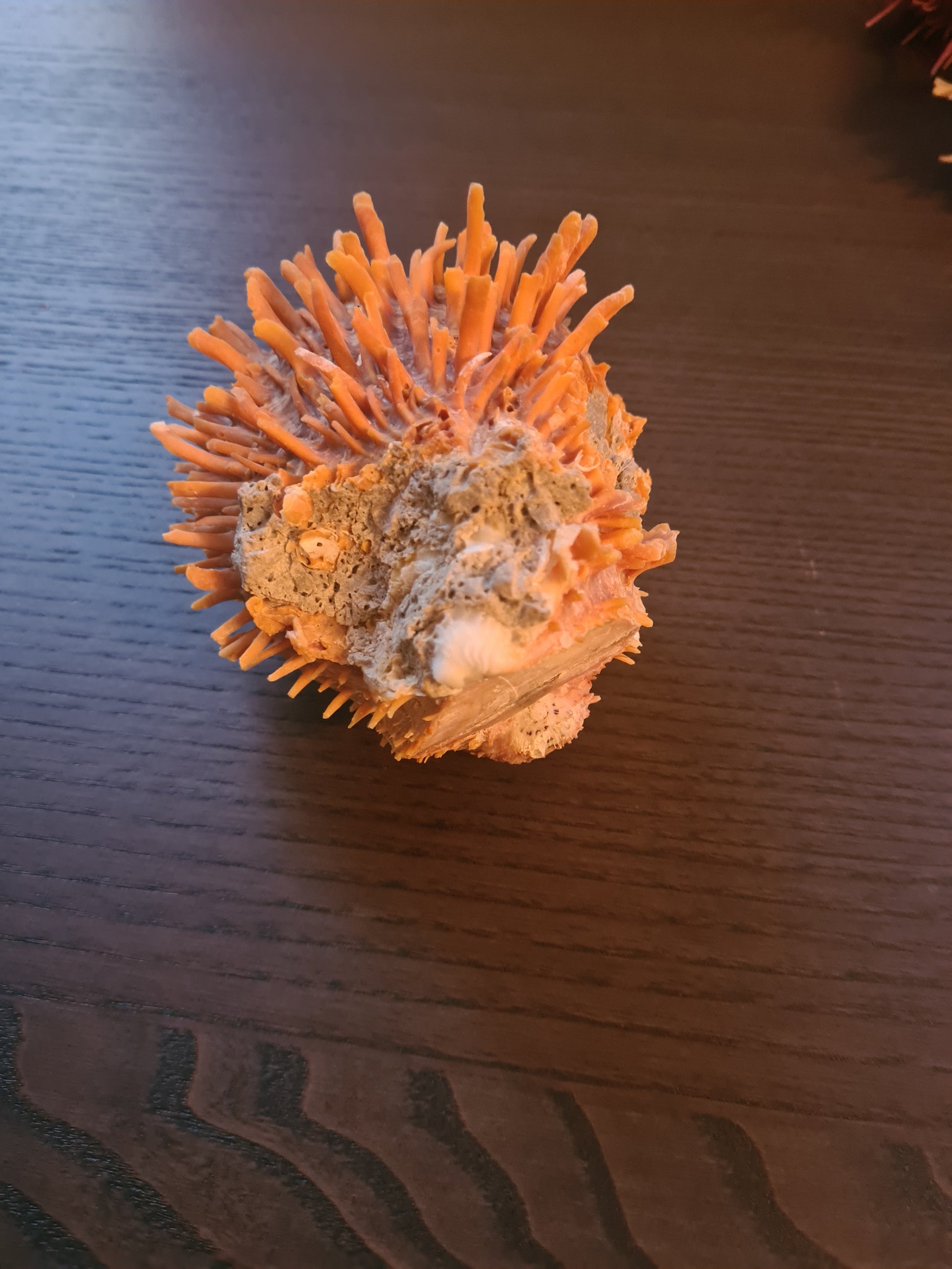 Coquillage Spondylus