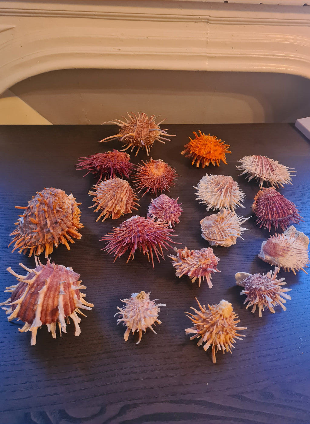 Coquillage Spondylus