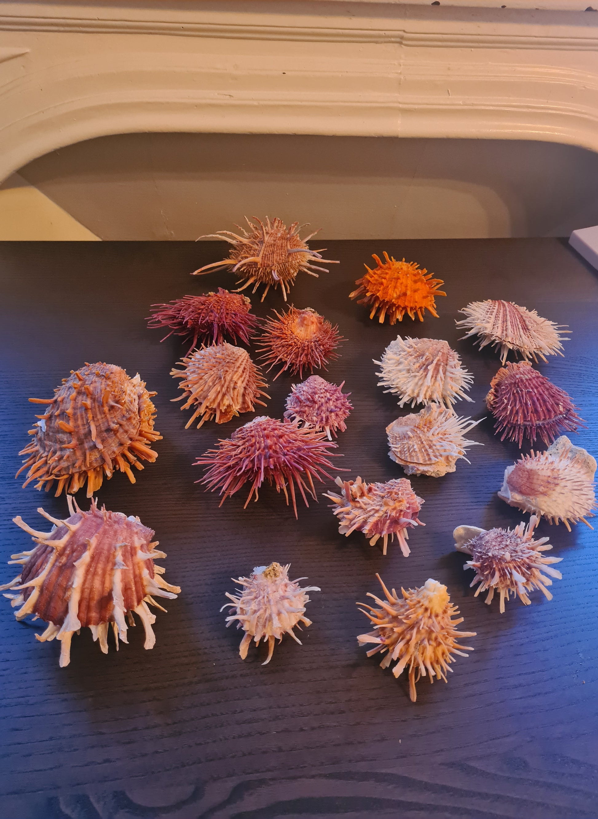 Coquillage Spondylus
