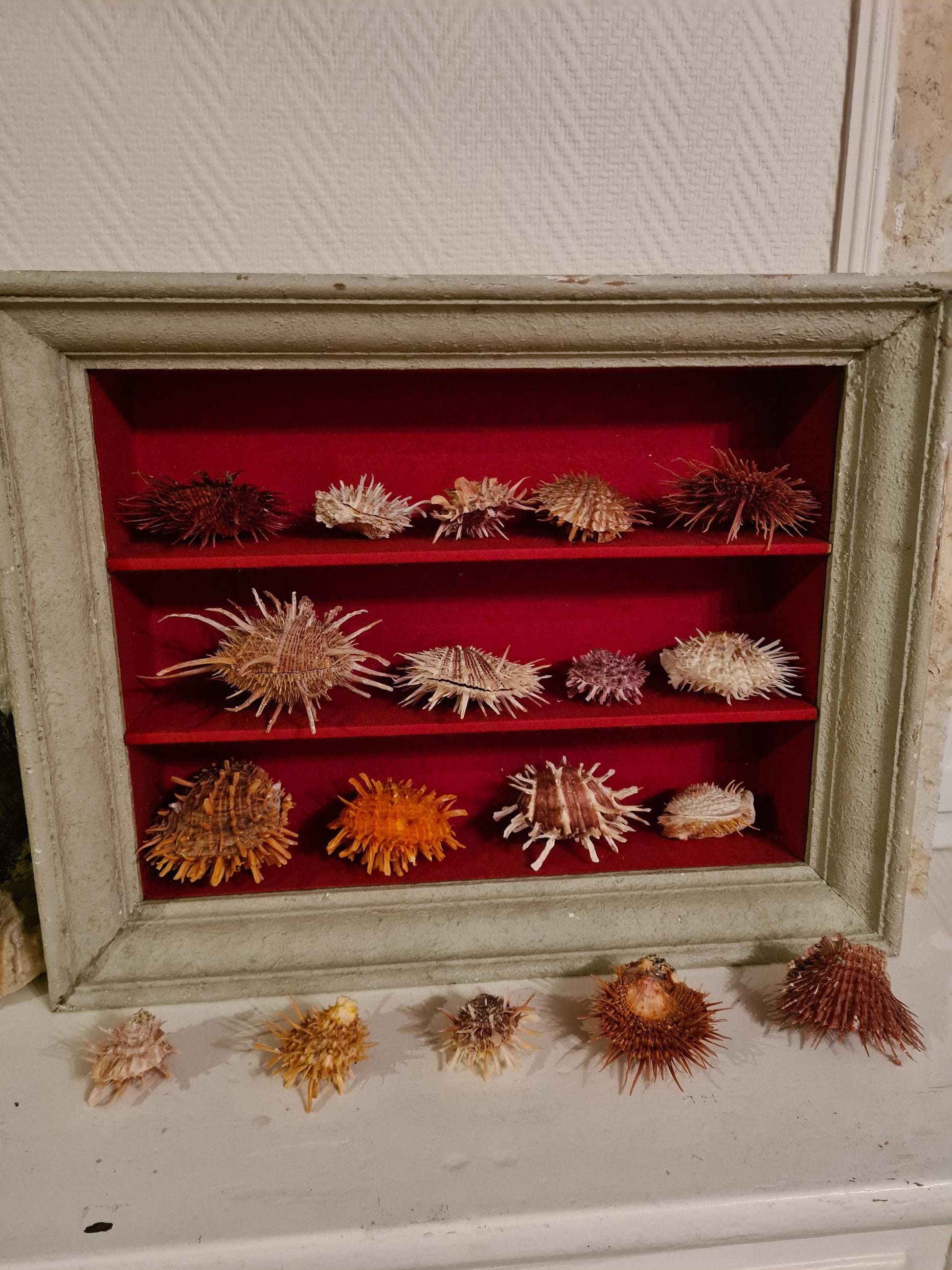 Coquillage Spondylus