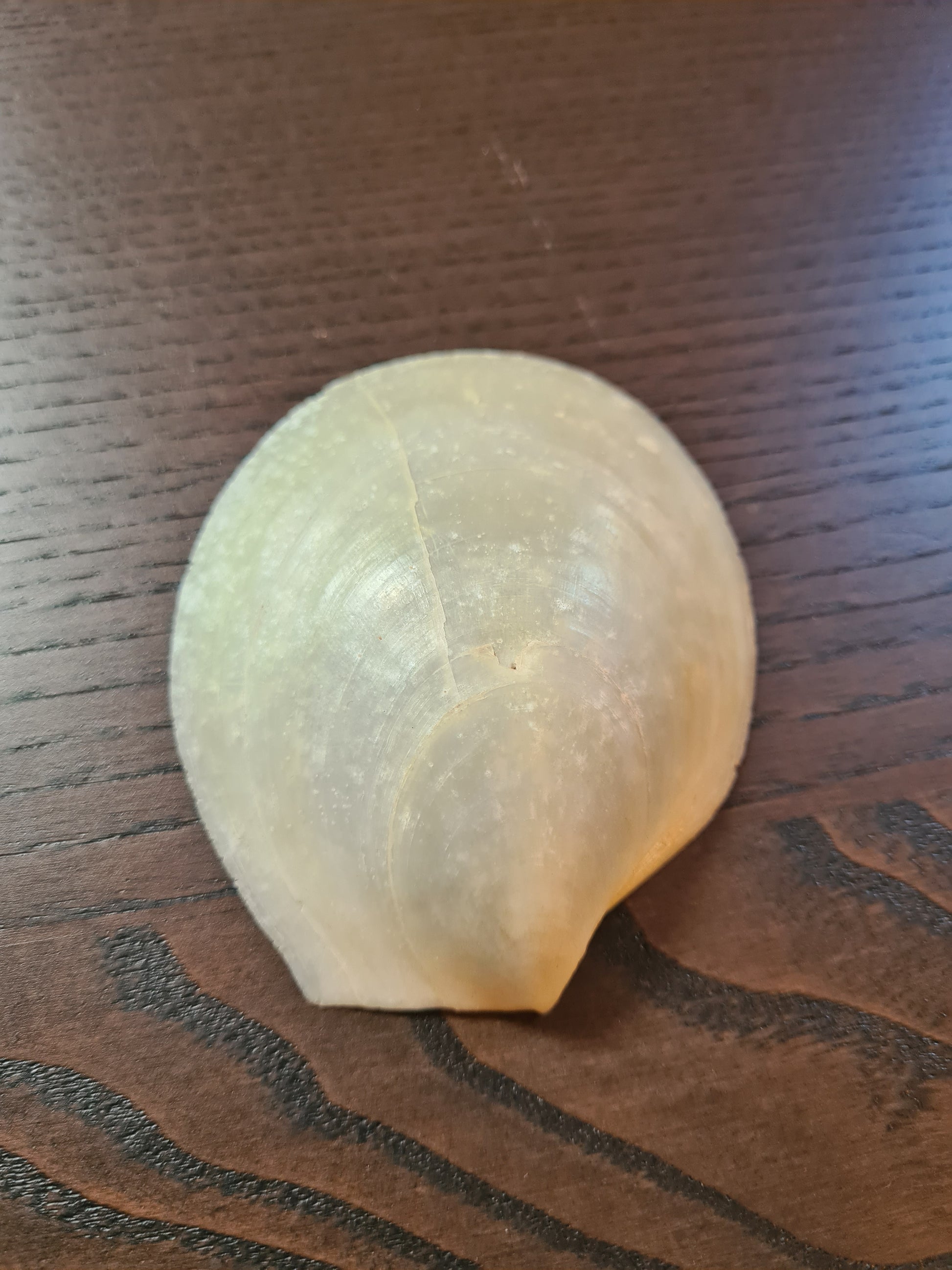 Coquillage Nacré