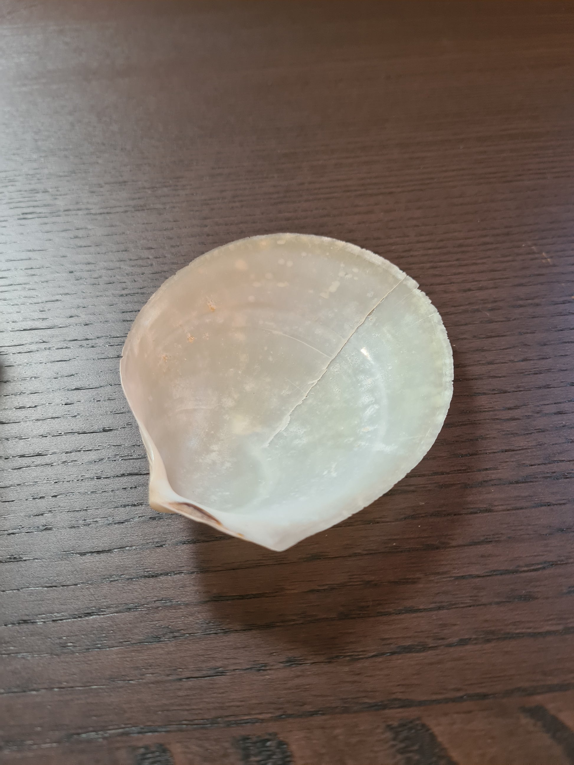 Coquillage Nacré