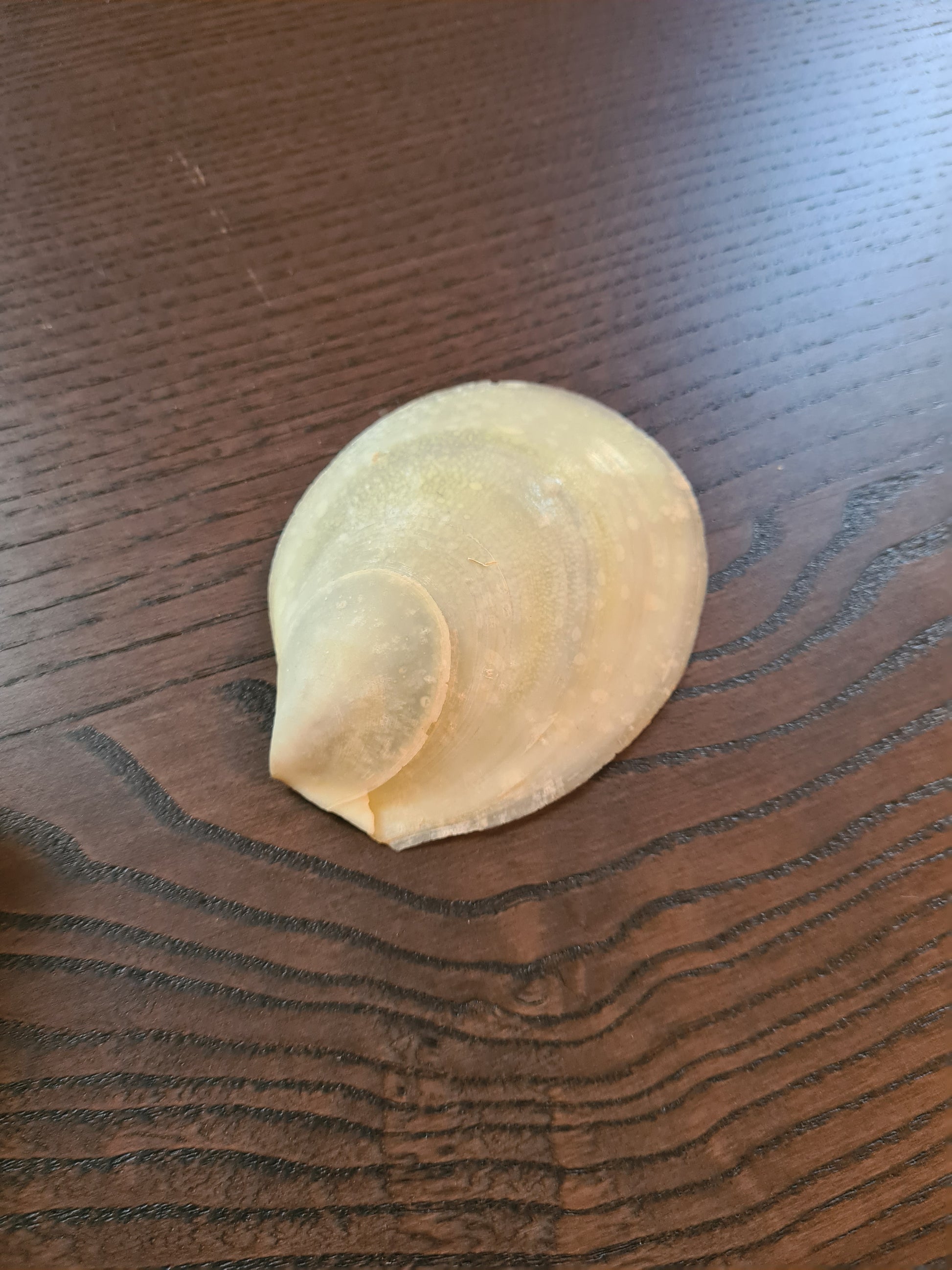 Coquillage Nacré