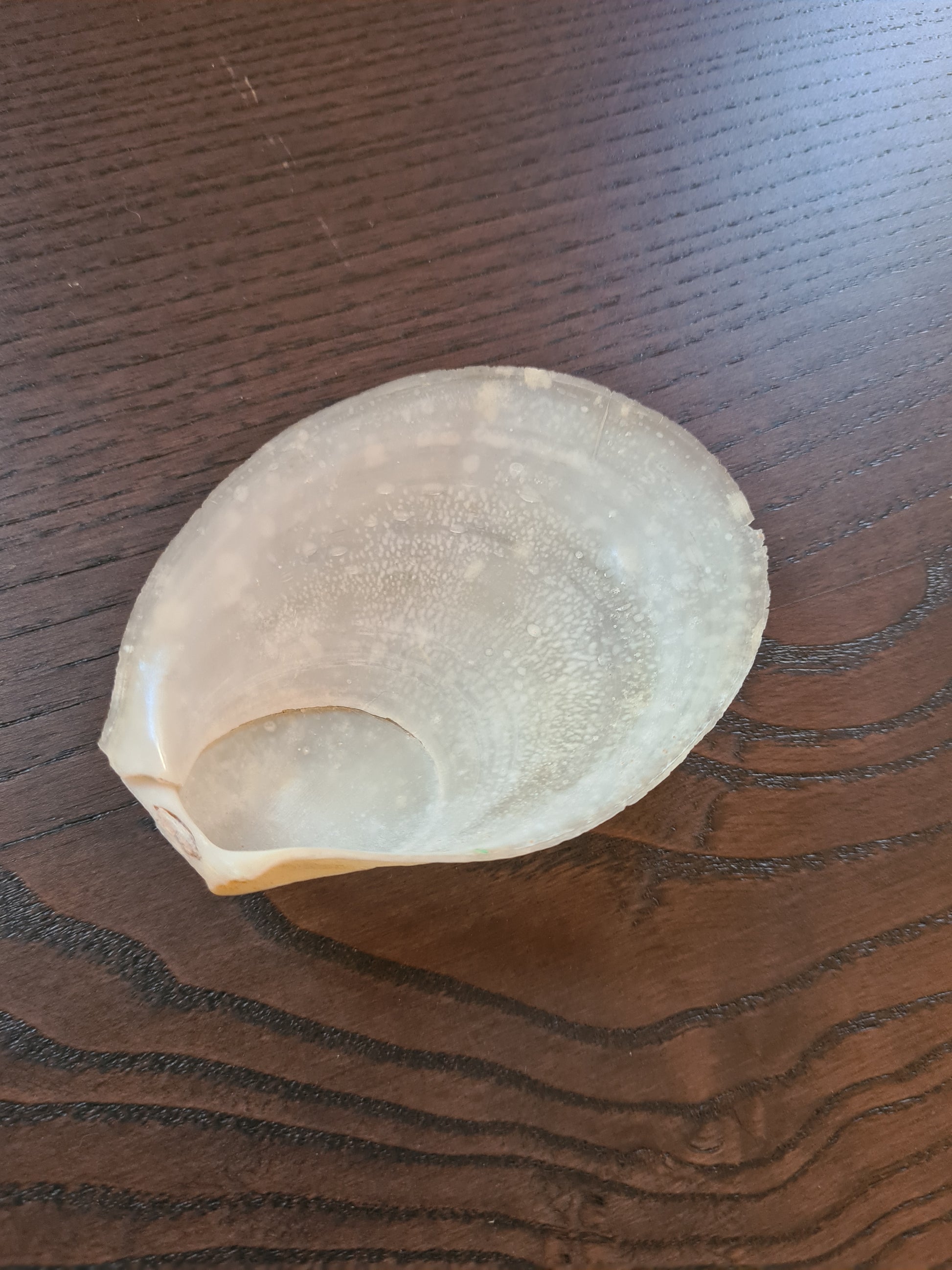 Coquillage Nacré
