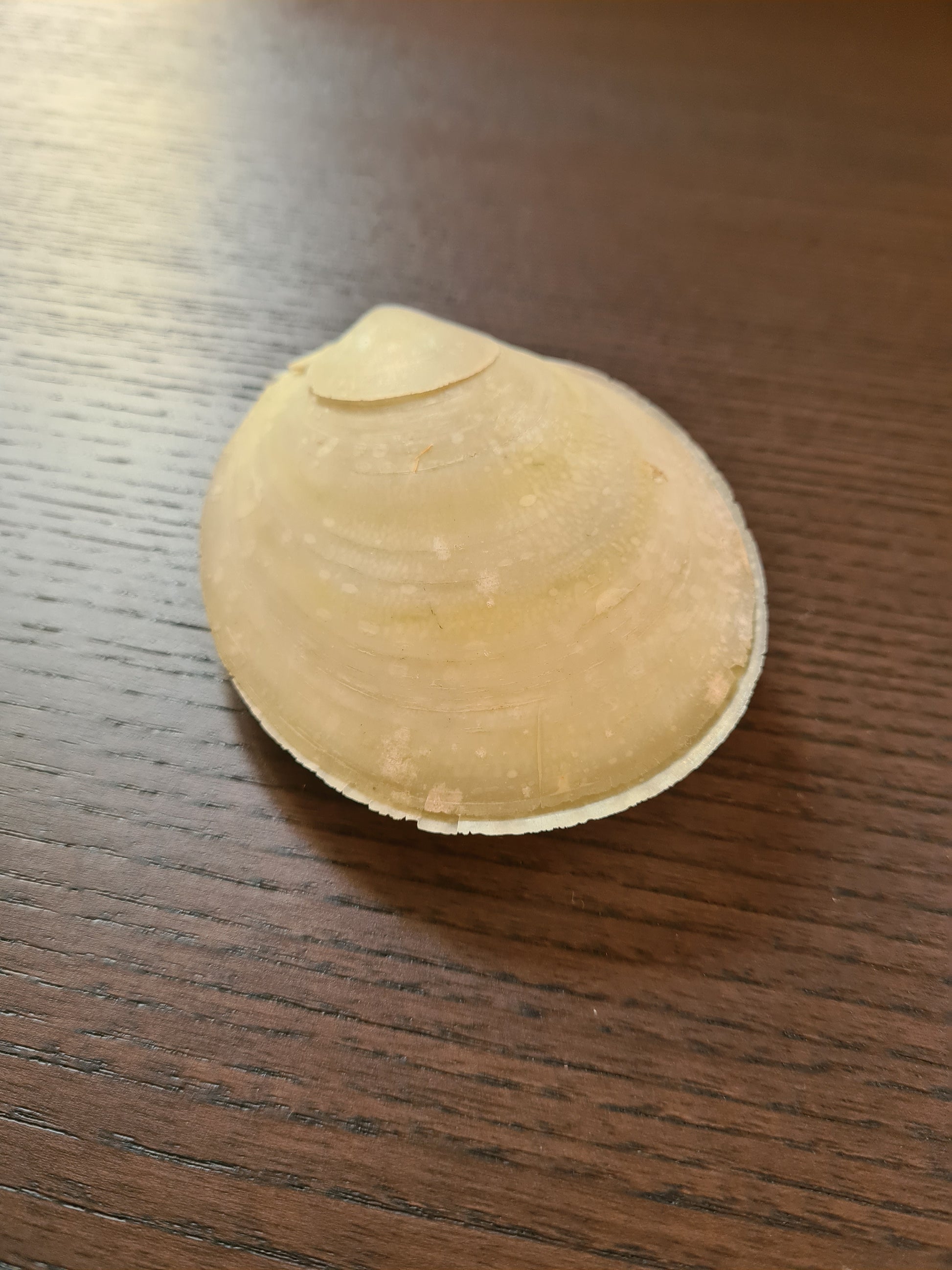 Coquillage Nacré