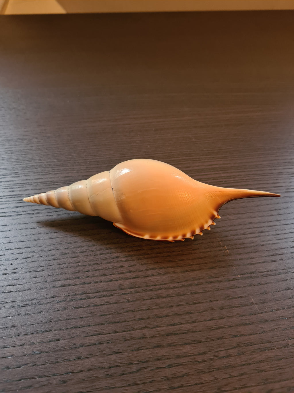 Coquillage Tibia Martini