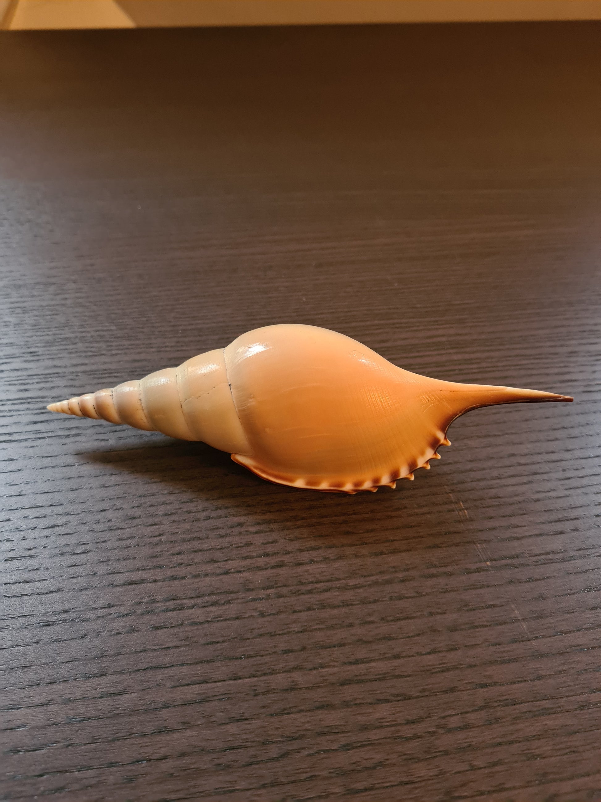 Coquillage Tibia Martini
