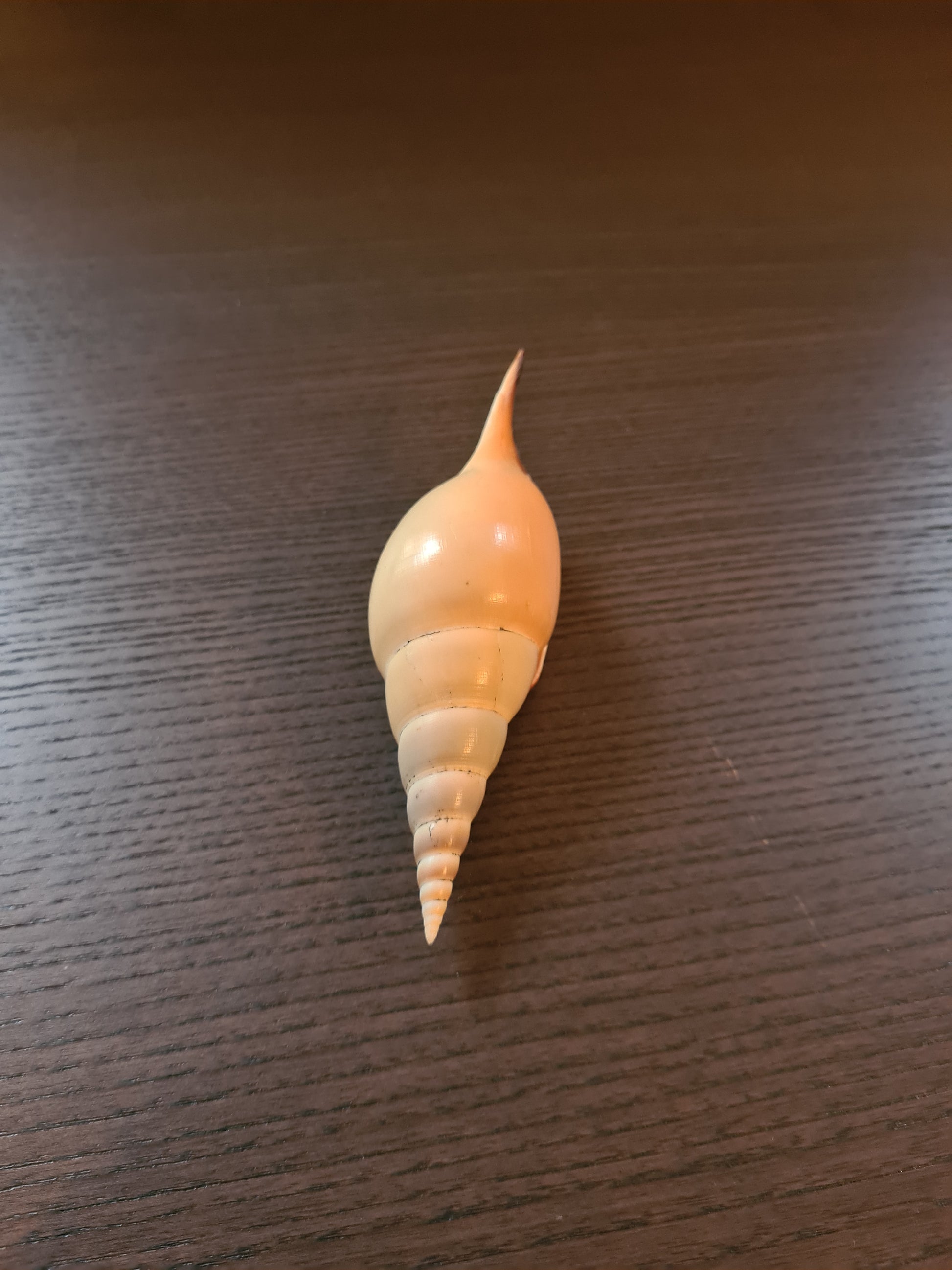 Coquillage Tibia Martini