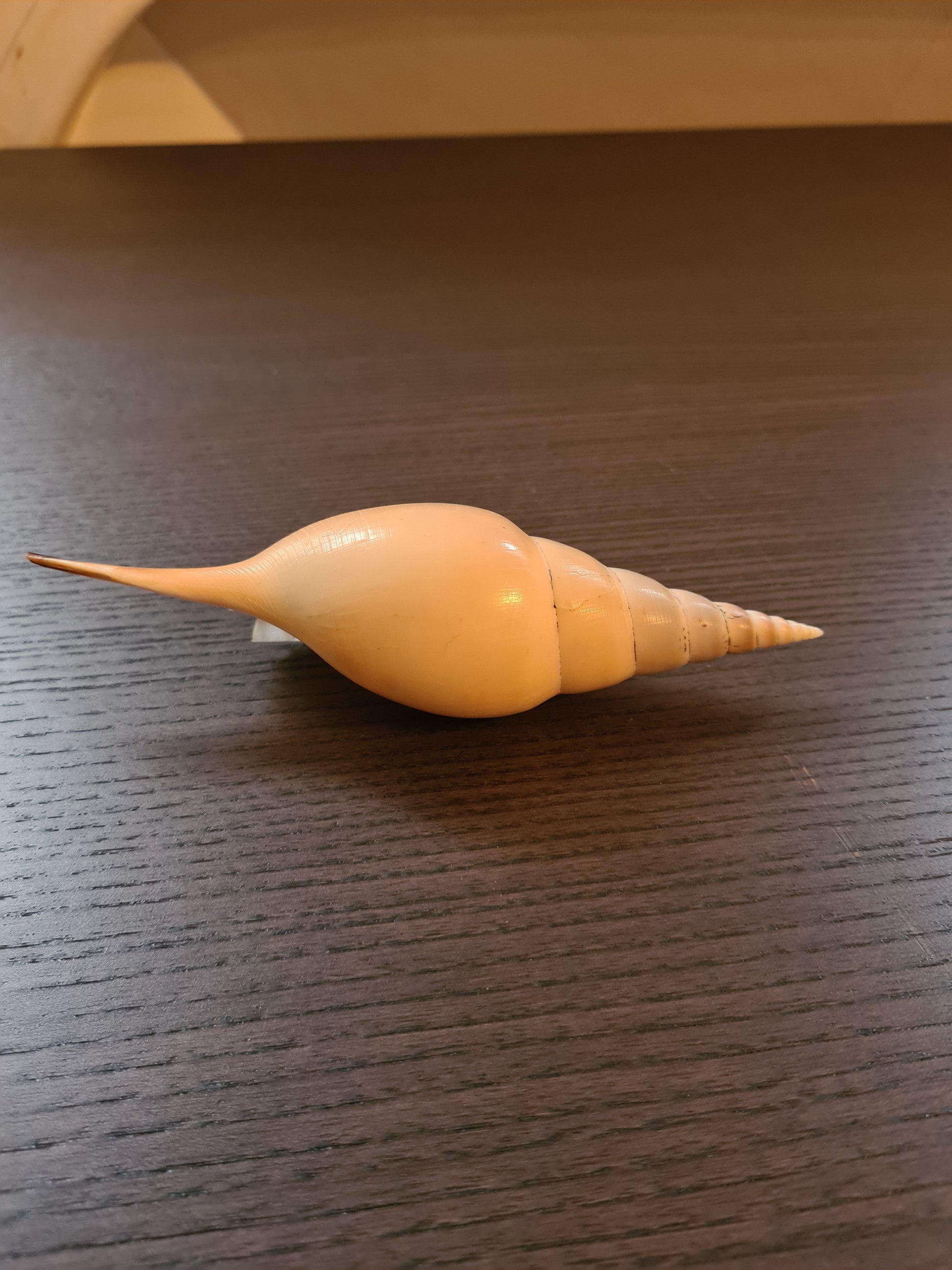 Coquillage Tibia Martini