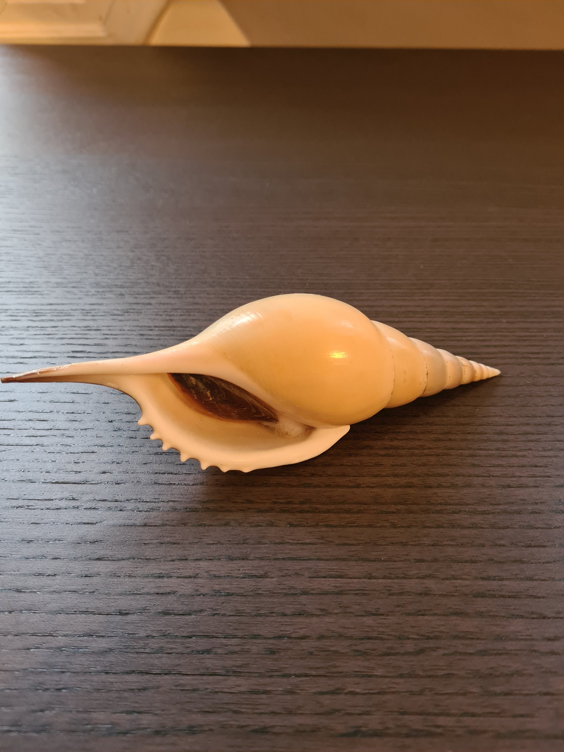 Coquillage Tibia Martini