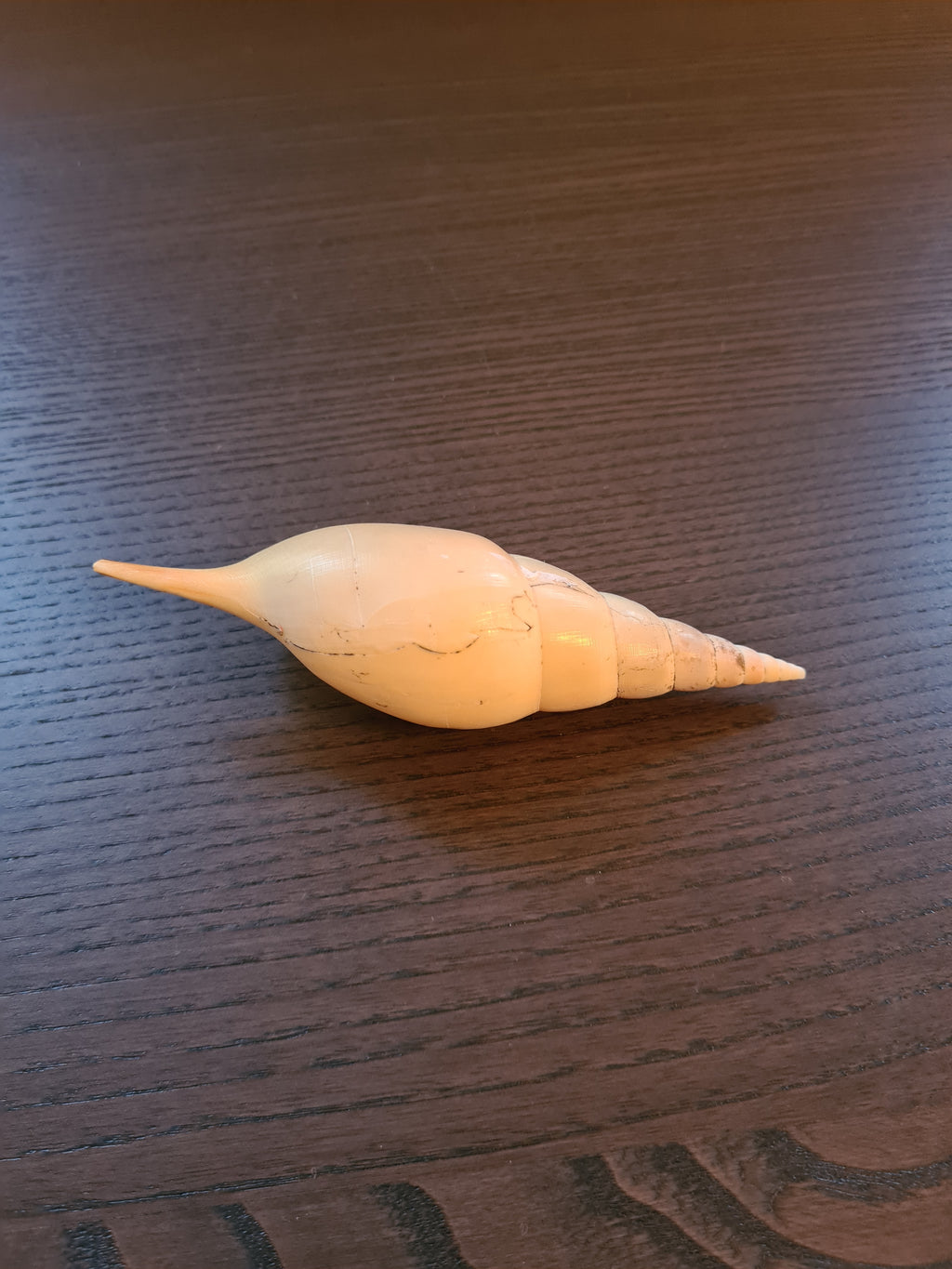 Coquillage Tibia Martini