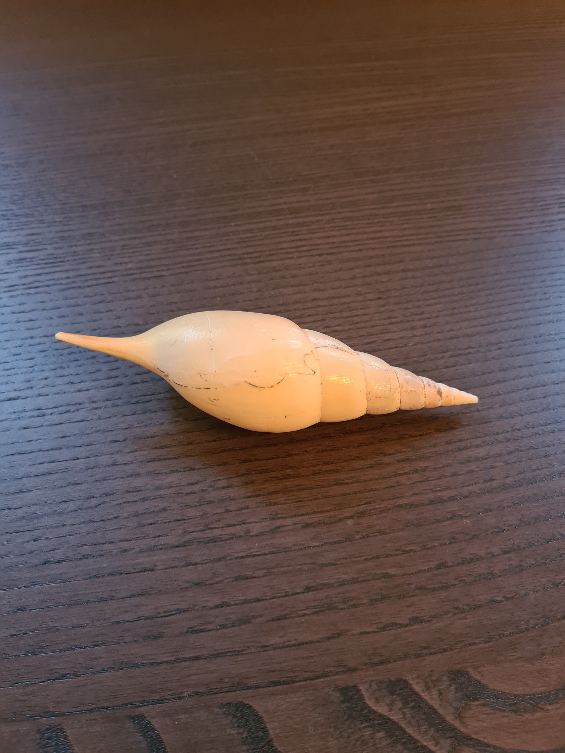 Coquillage Tibia Martini