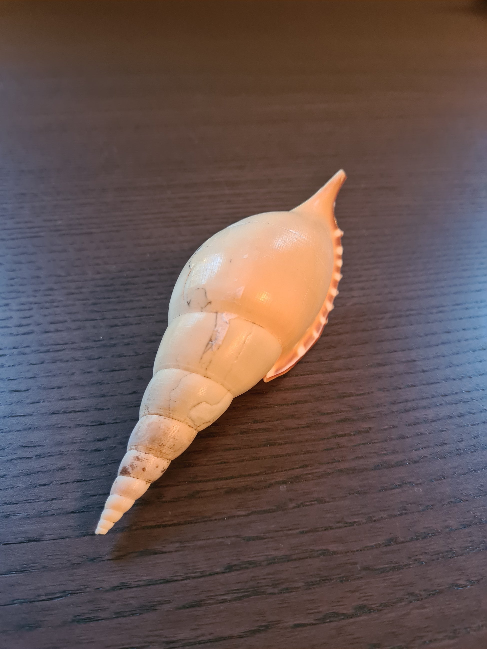 Coquillage Tibia Martini
