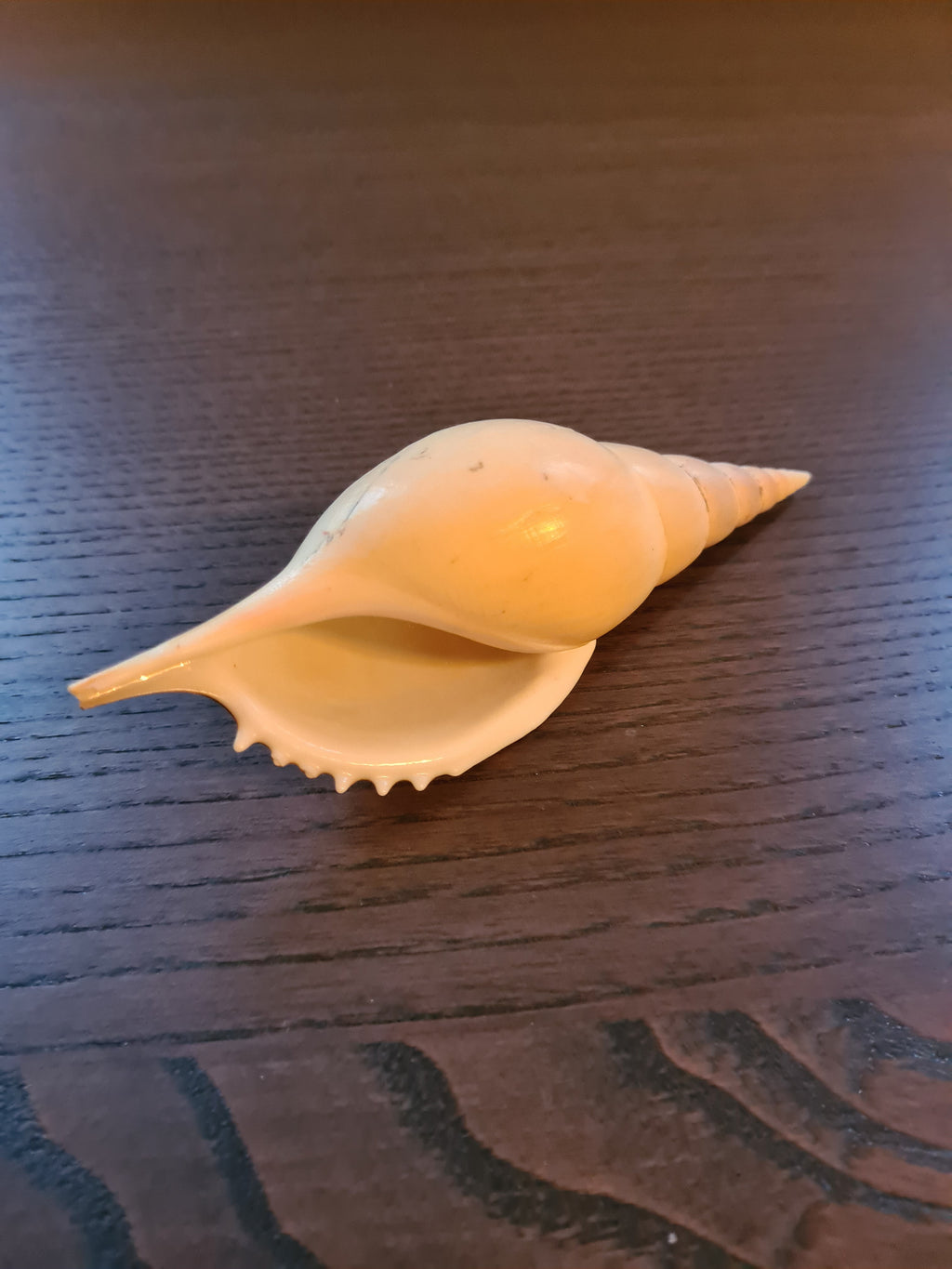 Coquillage Tibia Martini