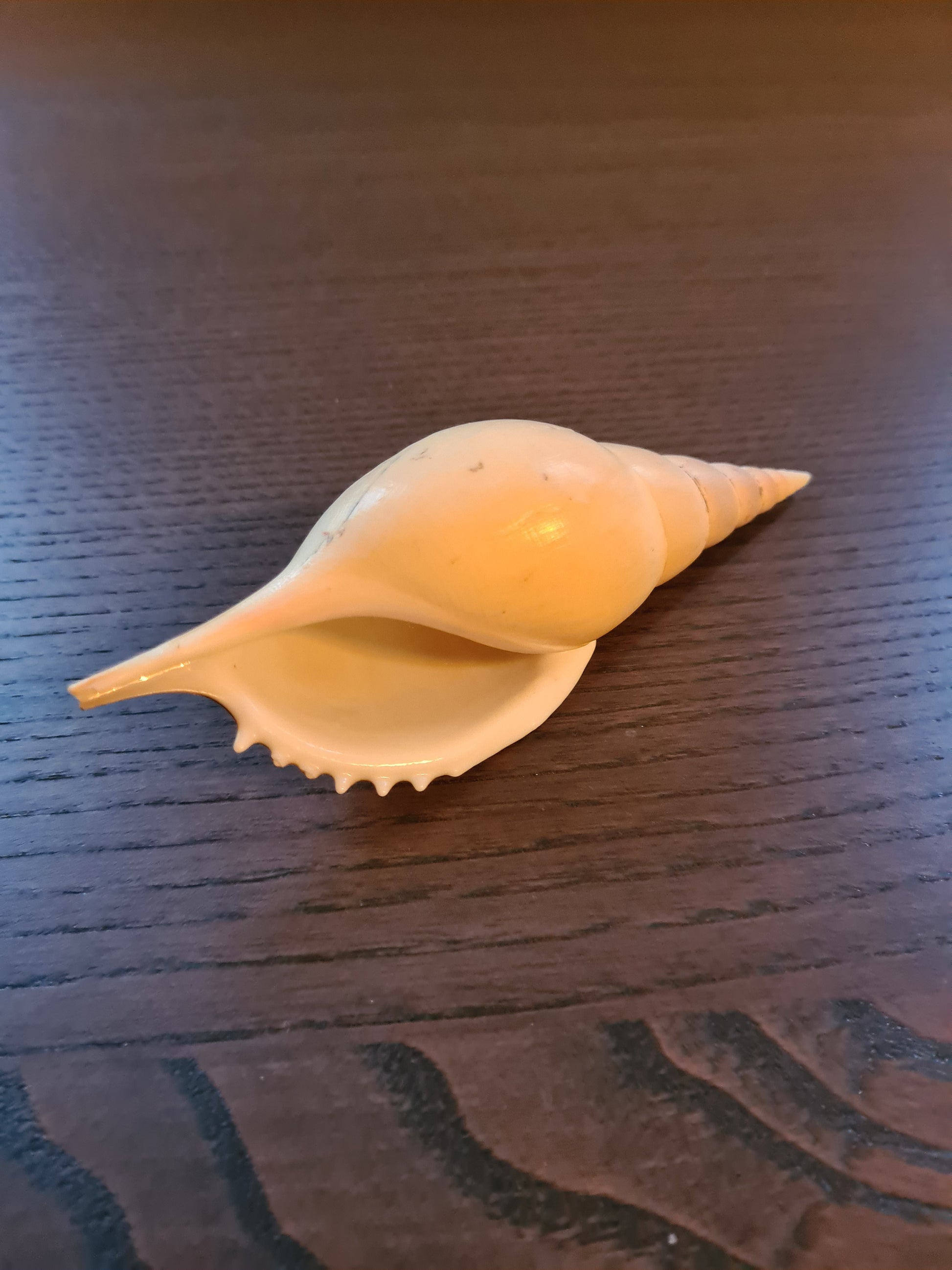 Coquillage Tibia Martini