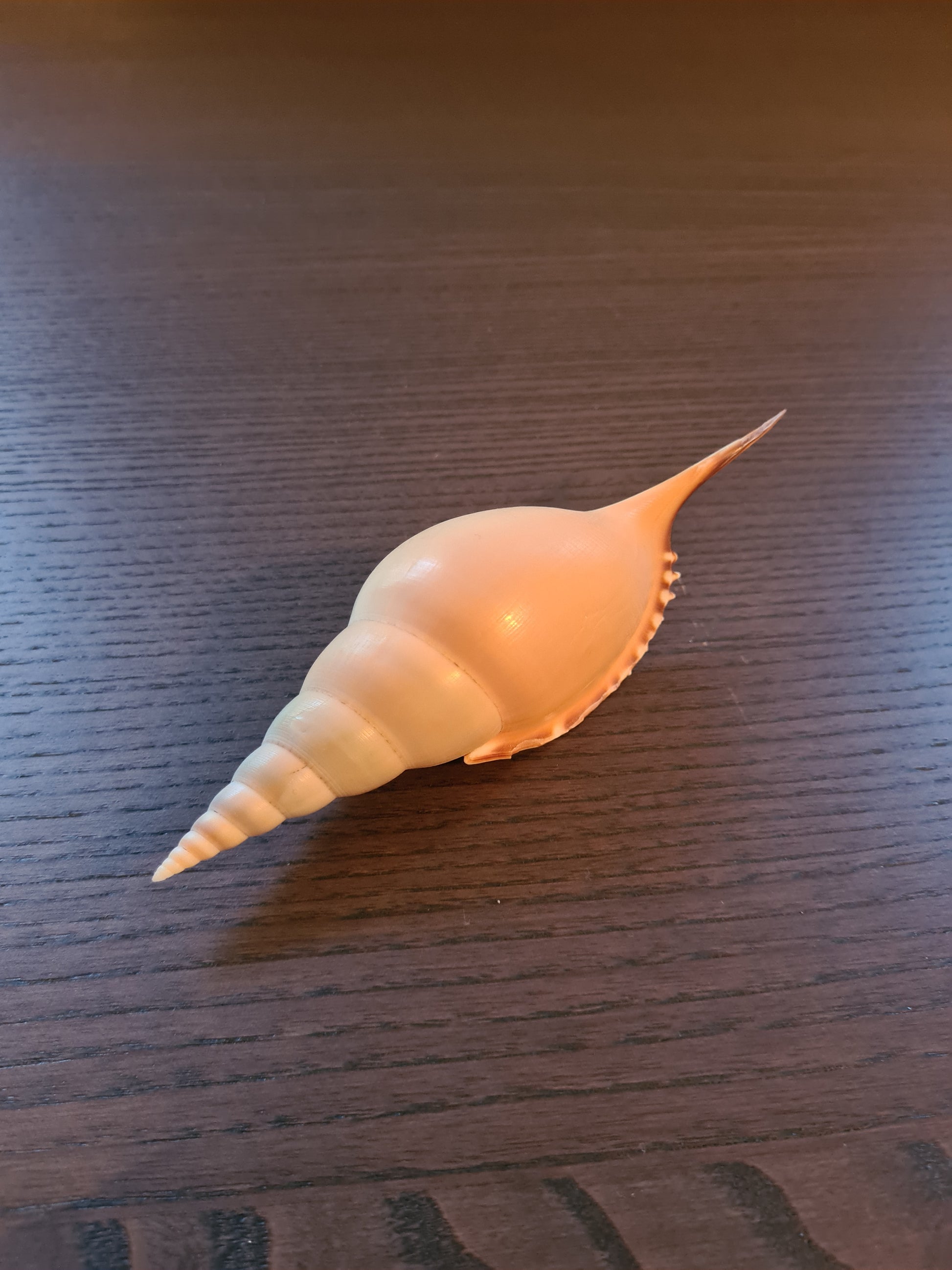 Coquillage Tibia Martini
