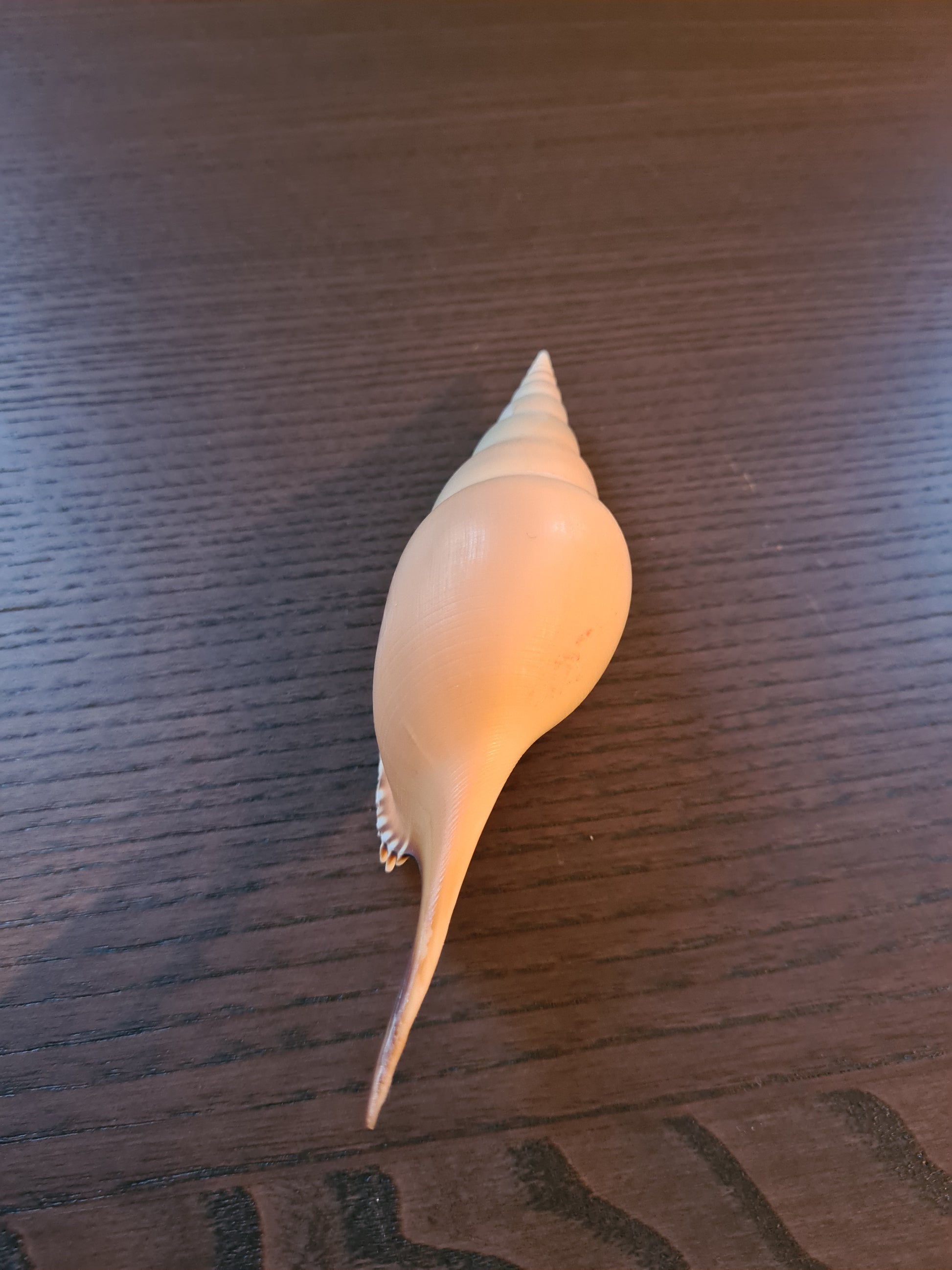 Coquillage Tibia Martini
