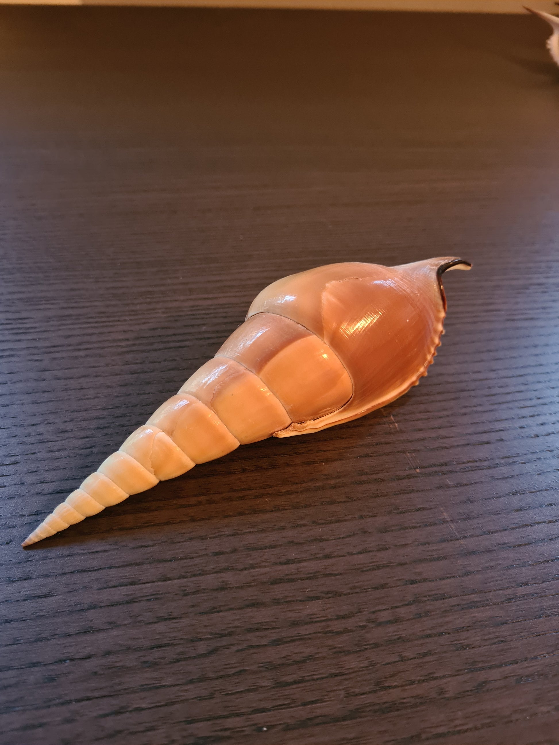 Coquillage Tibia Martini
