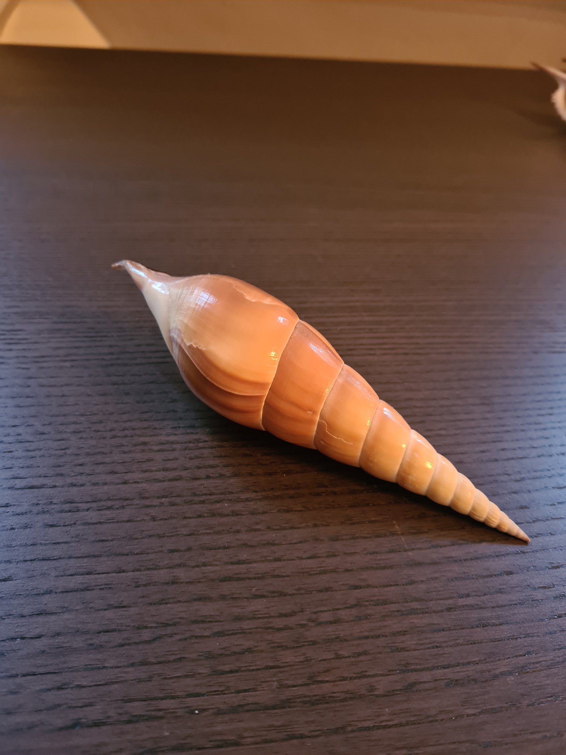 Coquillage Tibia Martini