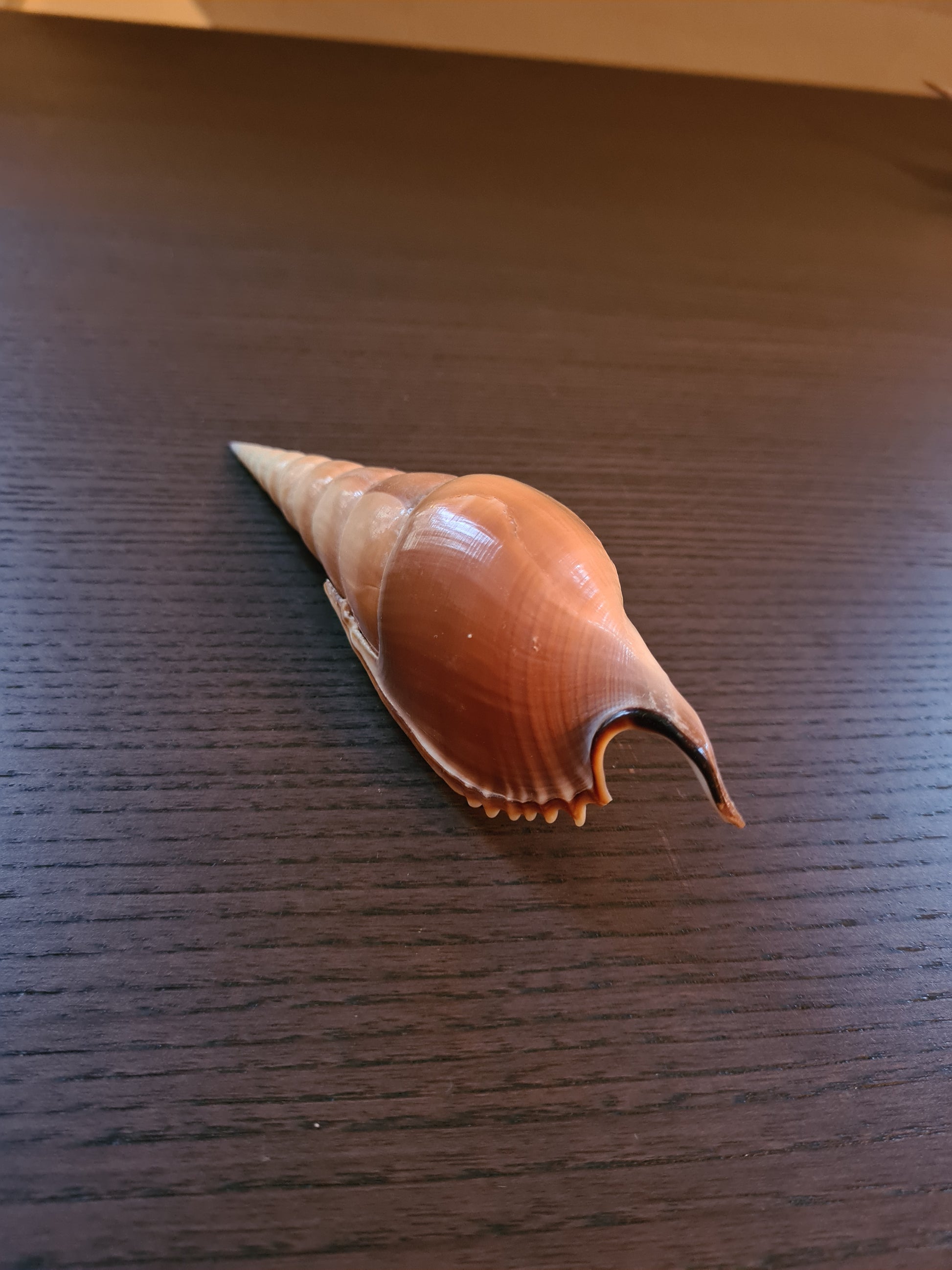 Coquillage Tibia Martini