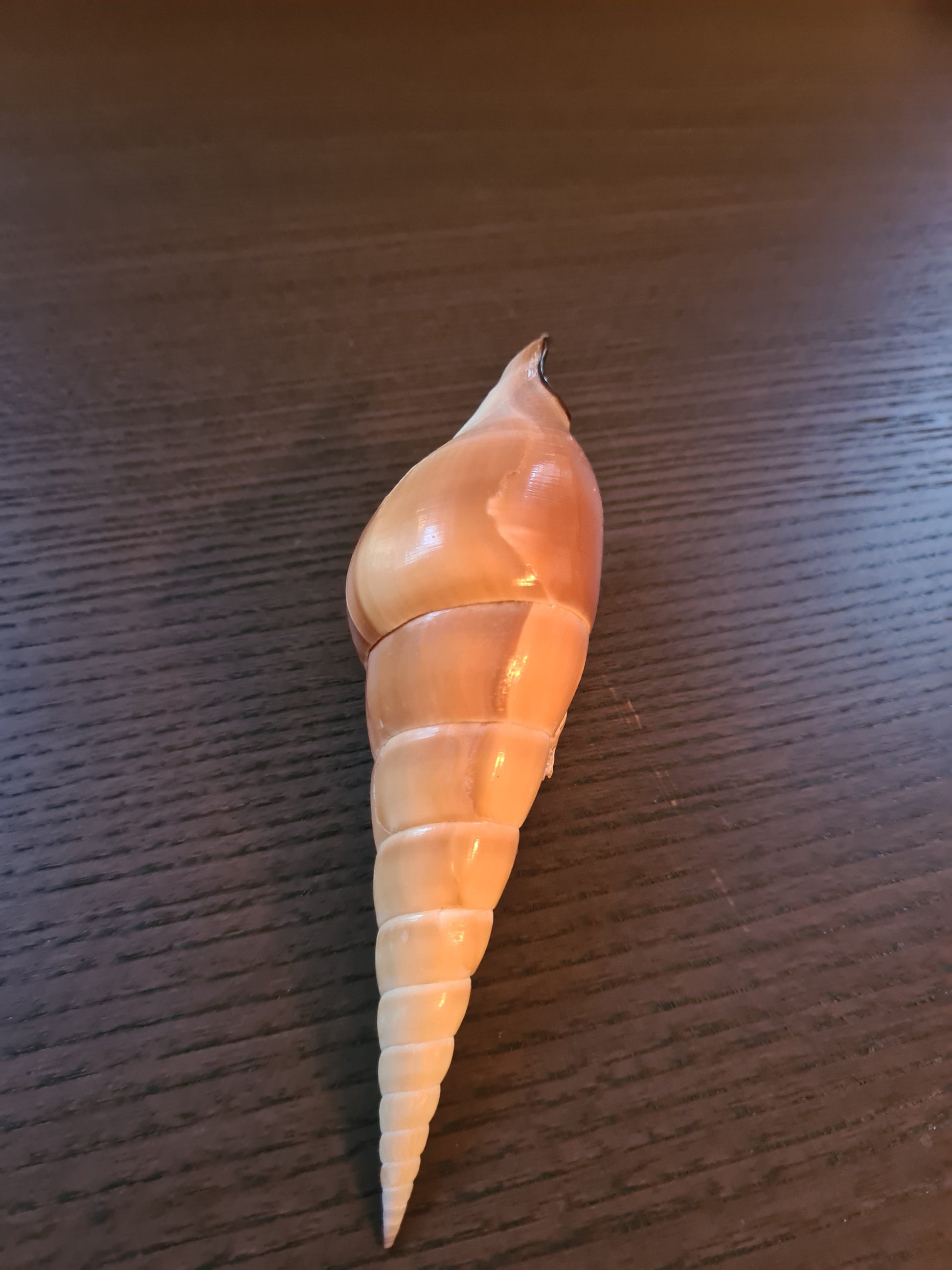 Coquillage Tibia Martini