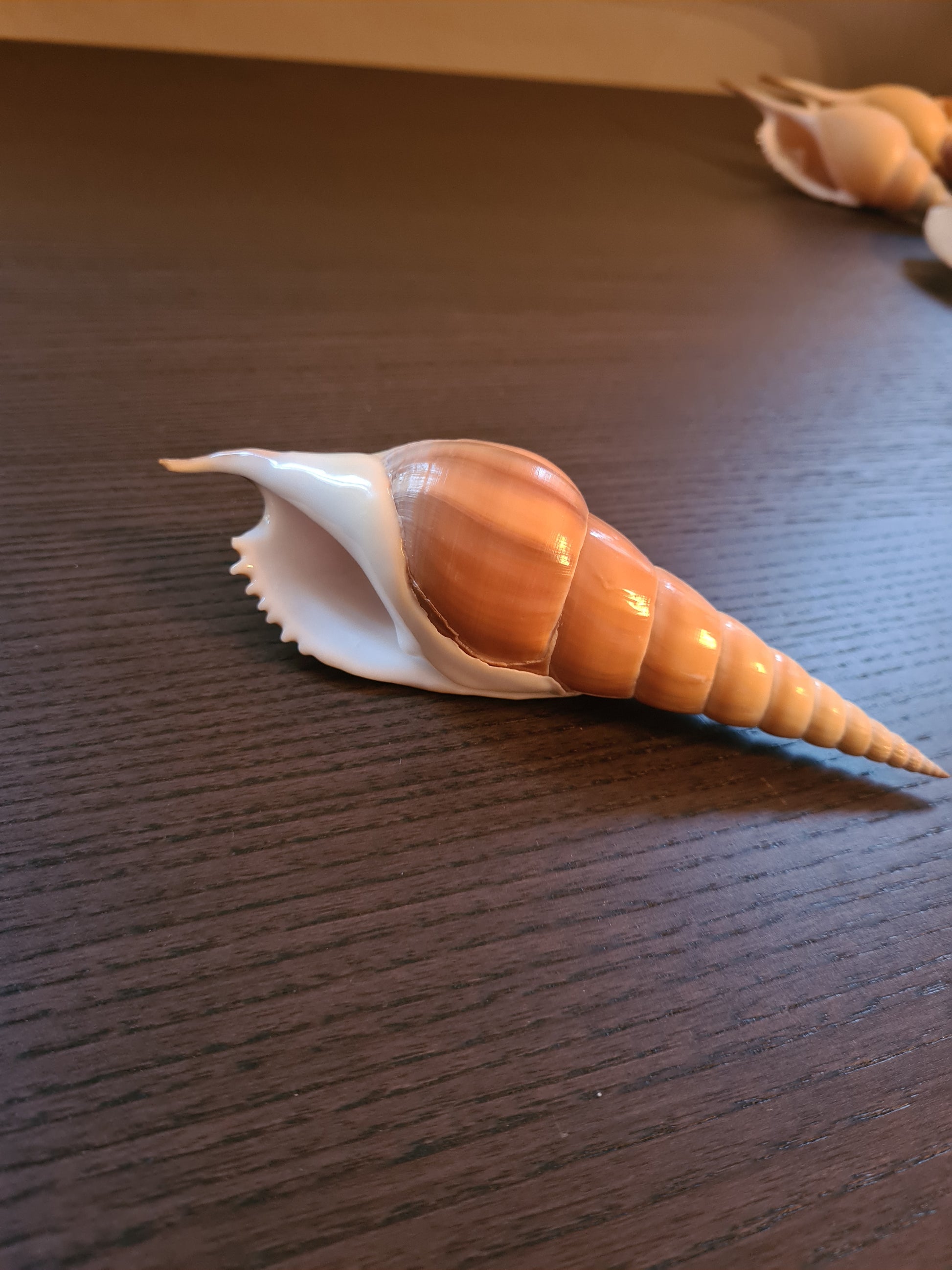 Coquillage Tibia Martini