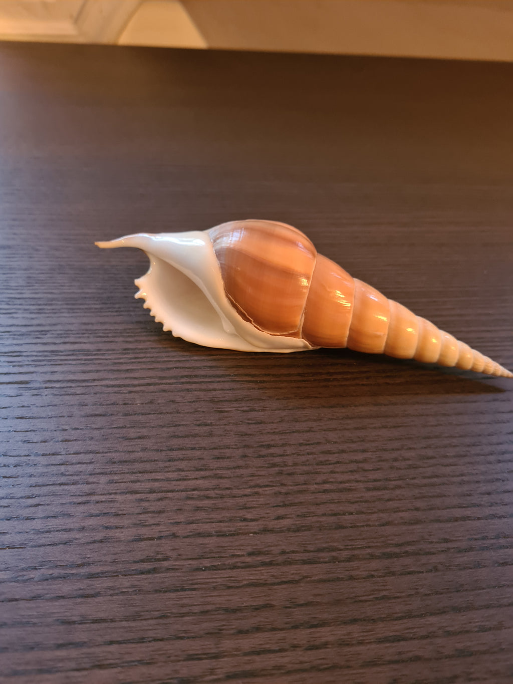 Coquillage Tibia Martini