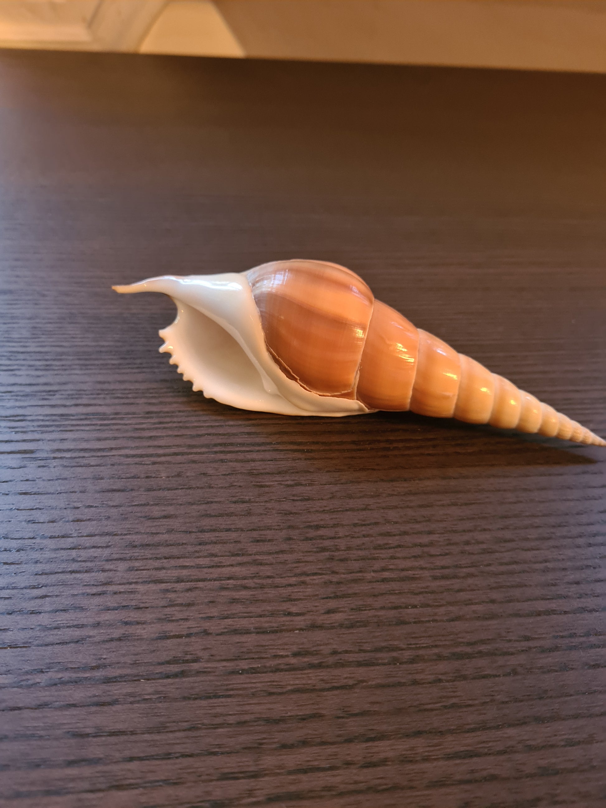 Coquillage Tibia Martini