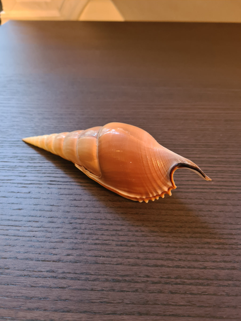 Coquillage Tibia Martini