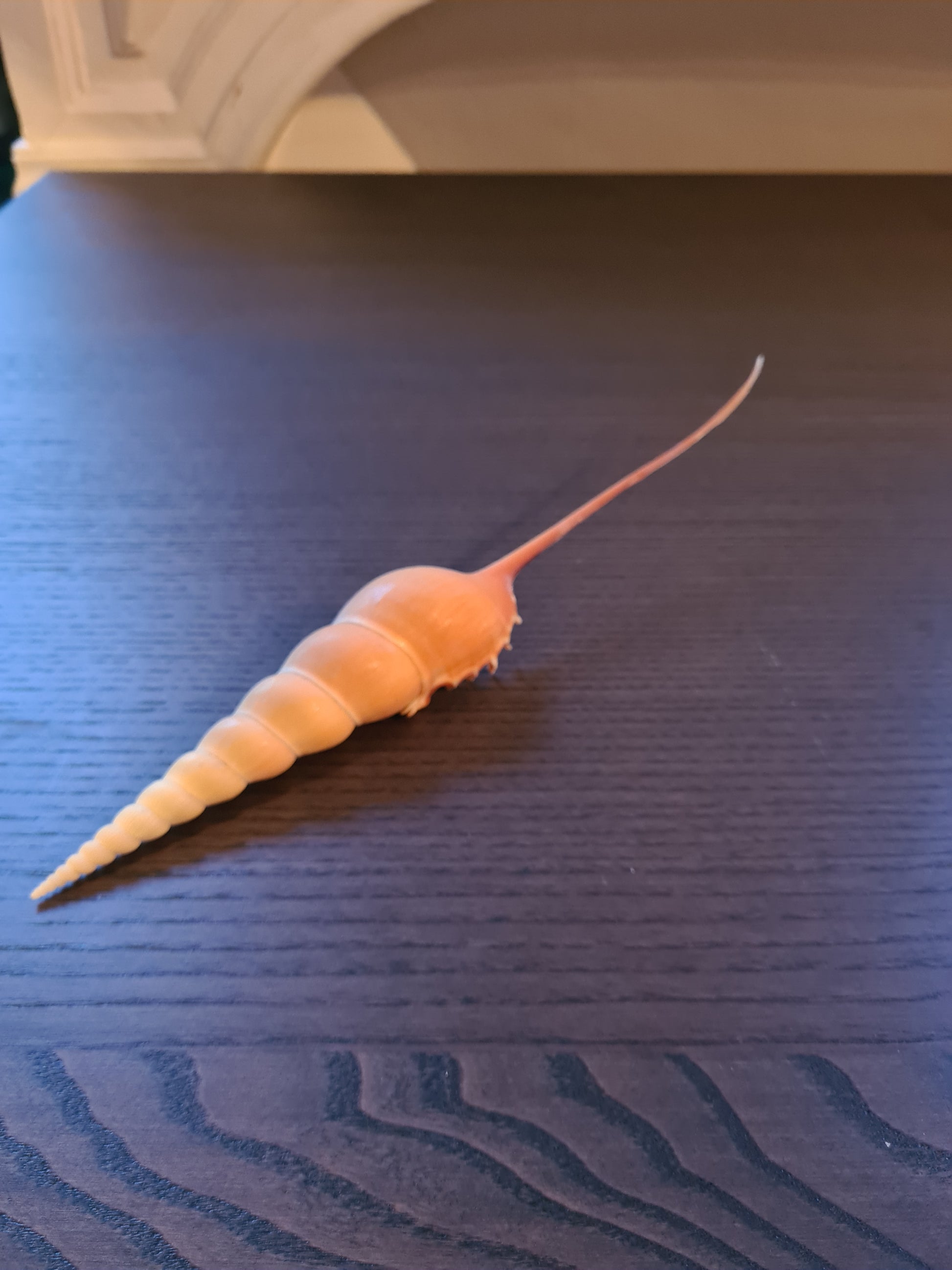 Coquillage Tibia Martini