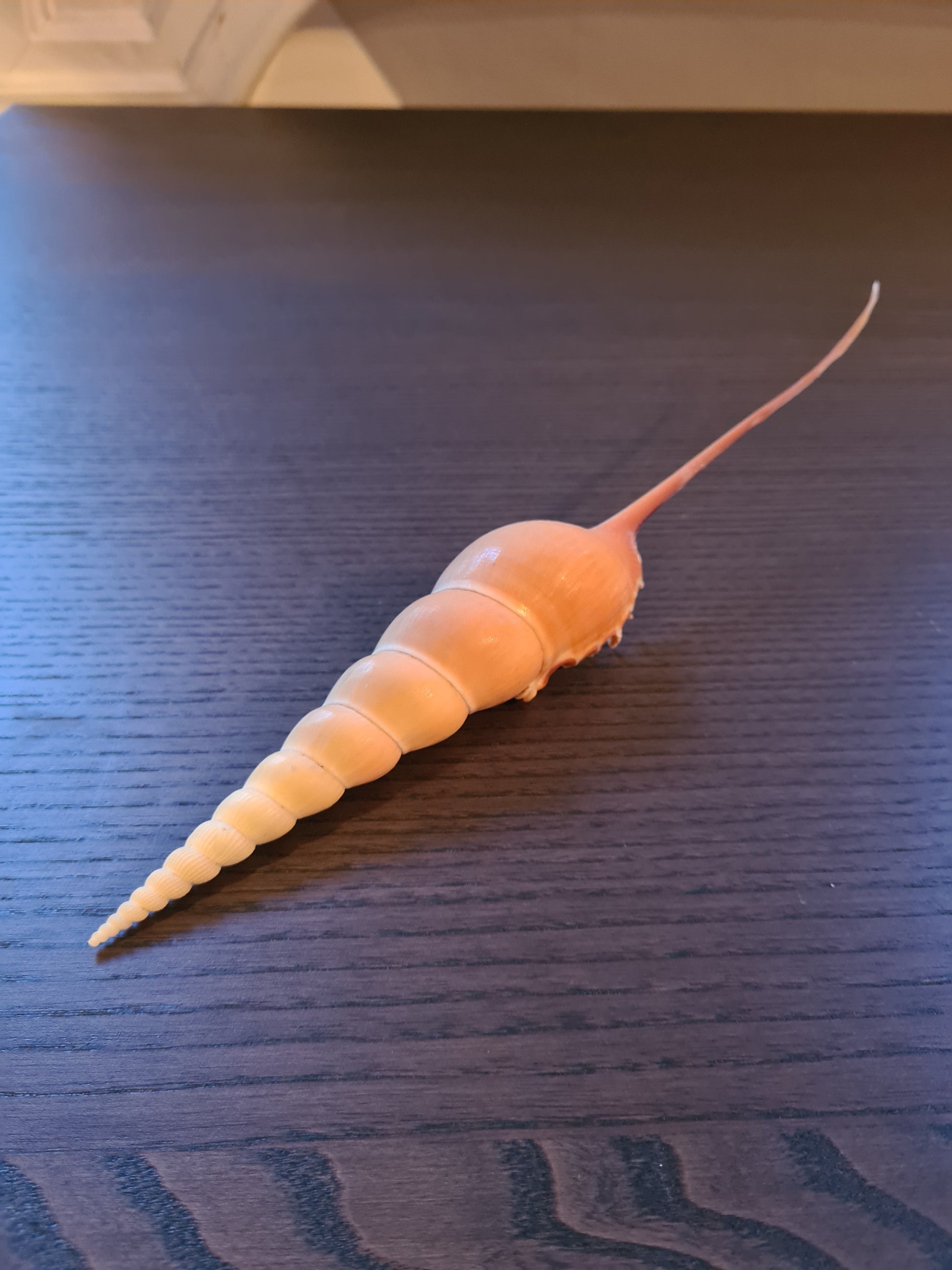 Coquillage Tibia Martini