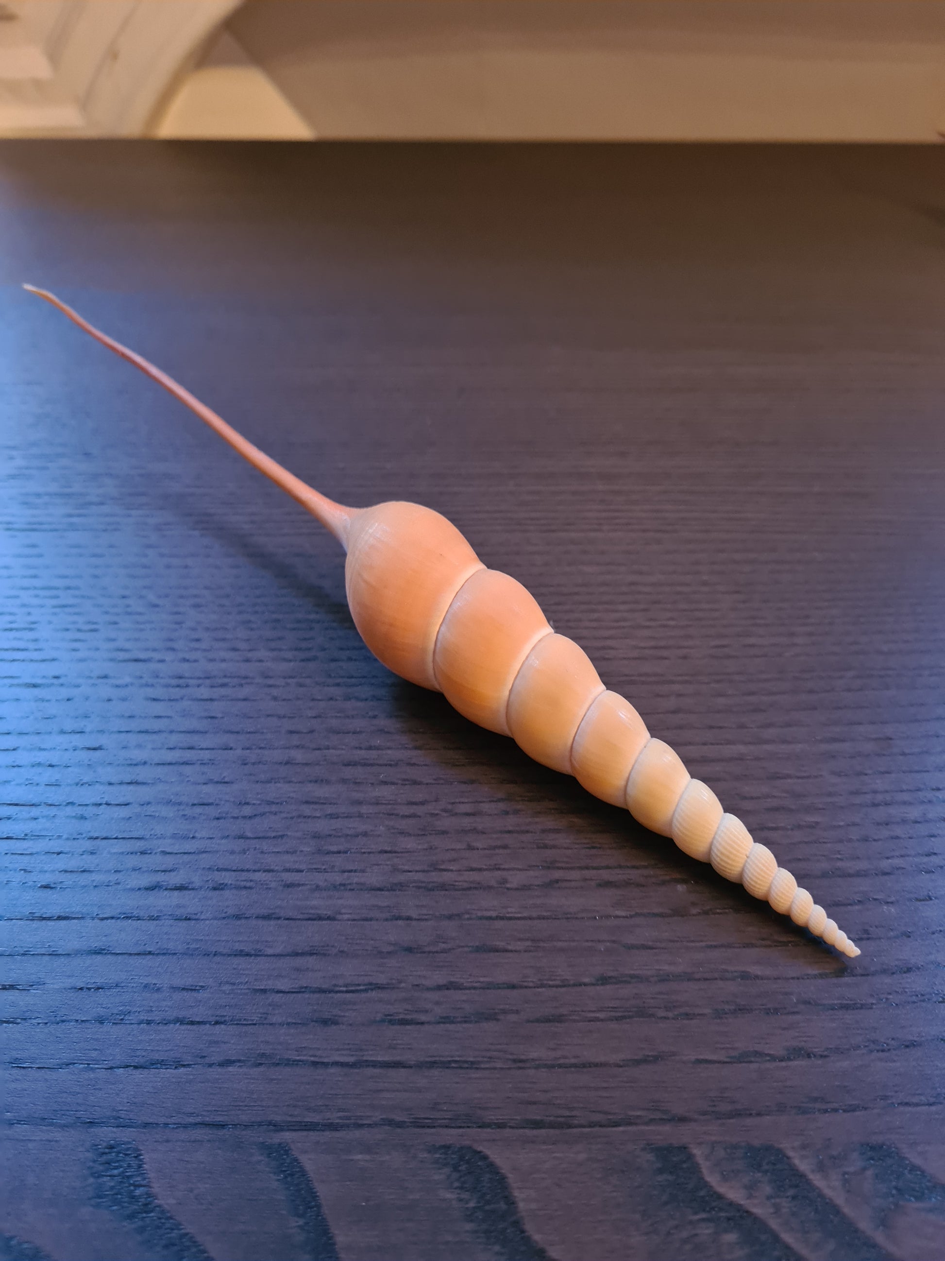 Coquillage Tibia Martini